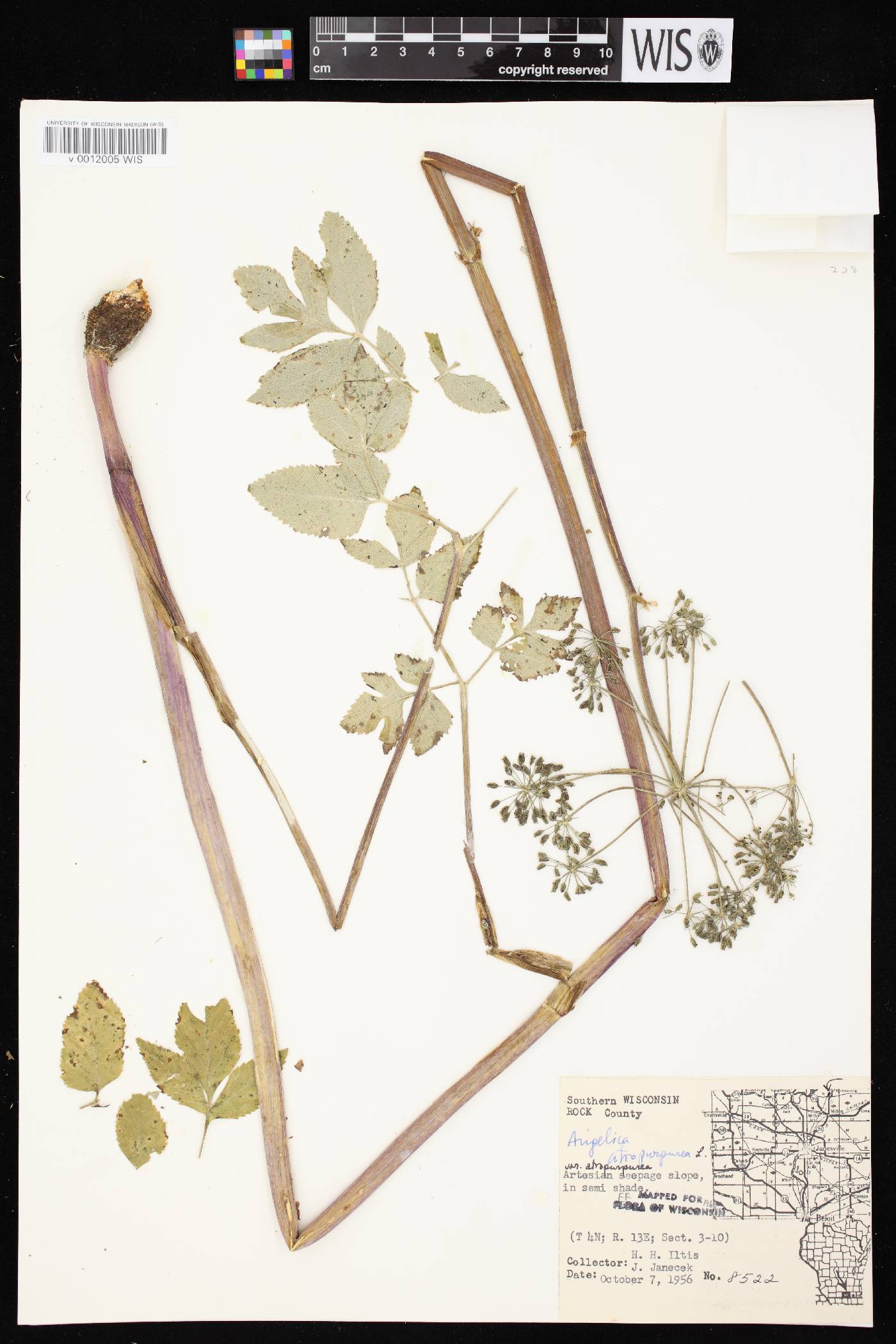 Angelica atropurpurea var. atropurpurea image