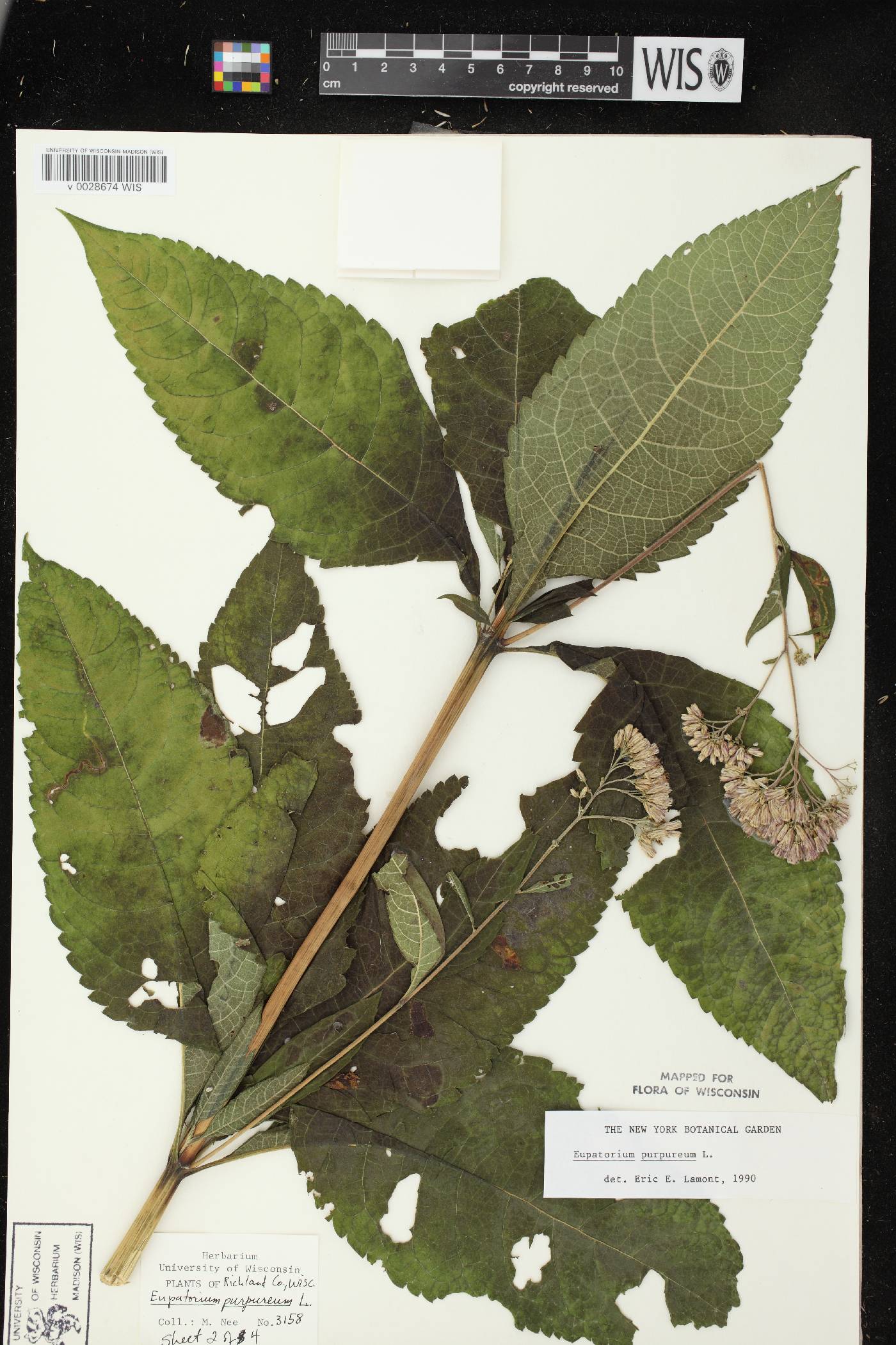 Eutrochium purpureum image