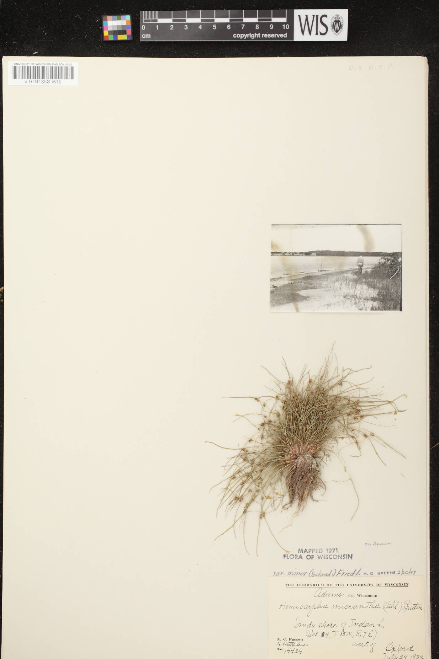 Lipocarpha micrantha image