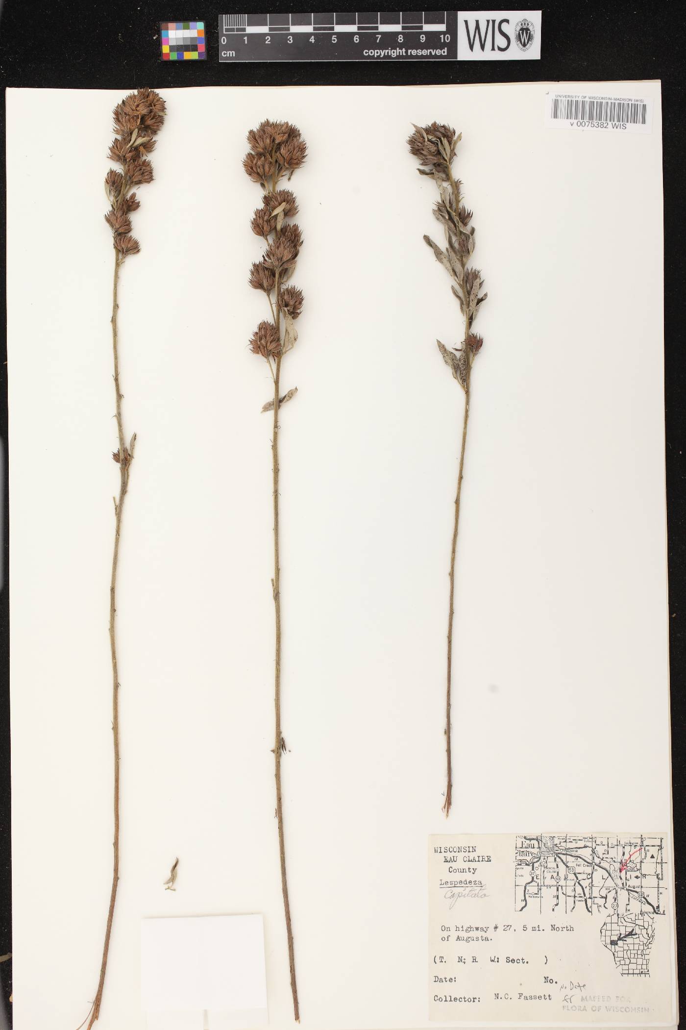 Lespedeza capitata image
