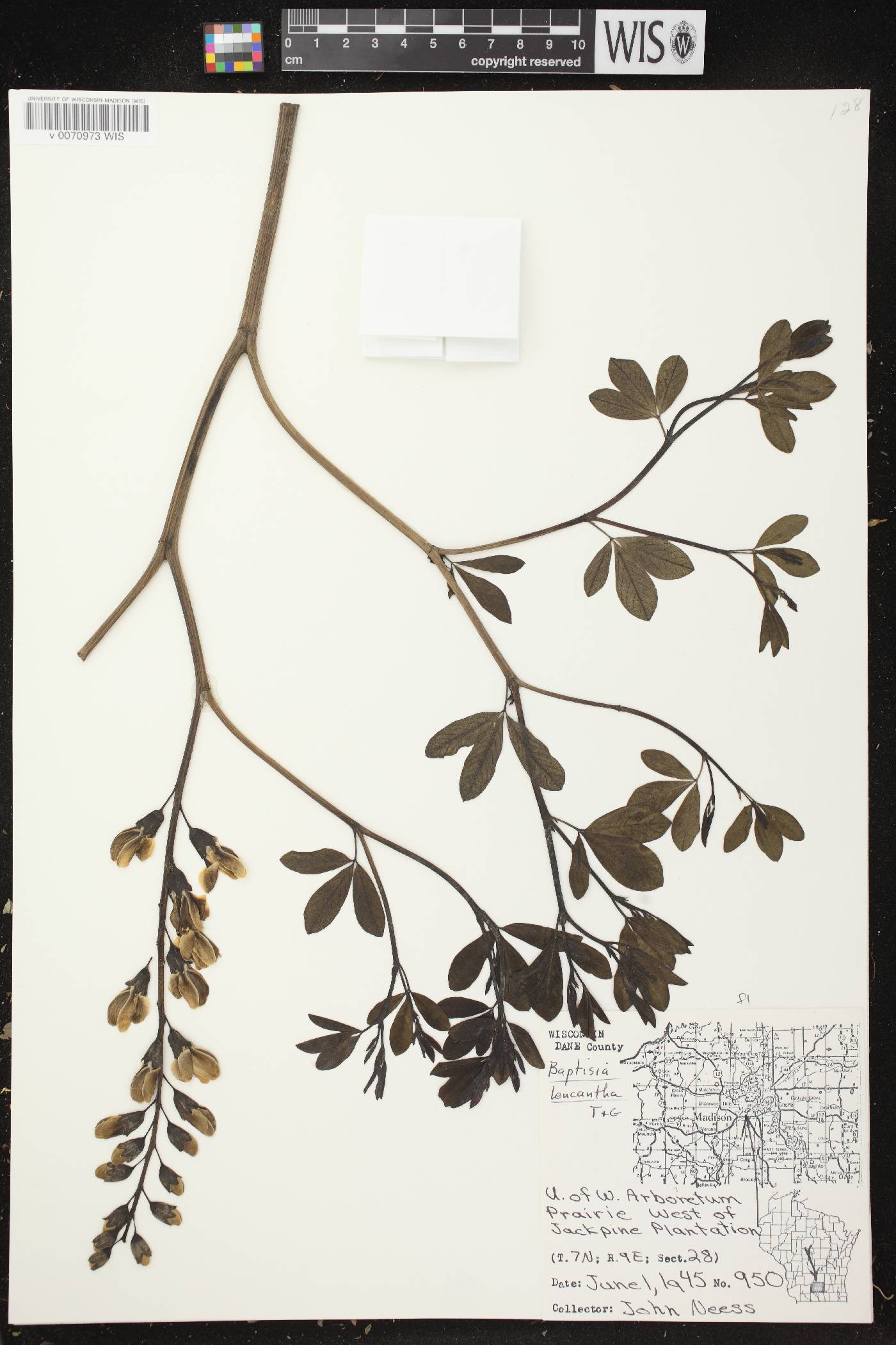 Baptisia lactea image