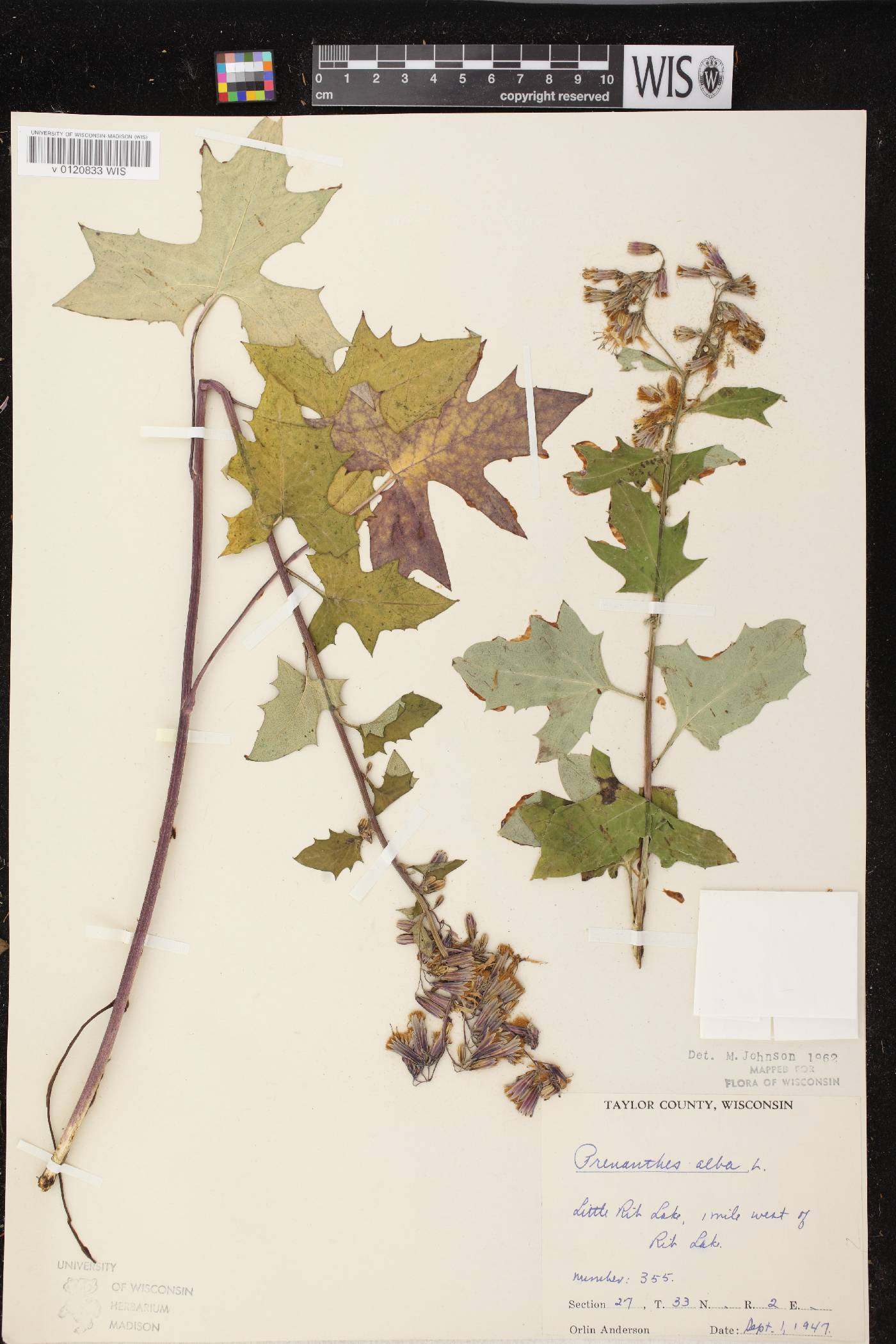 Prenanthes alba image