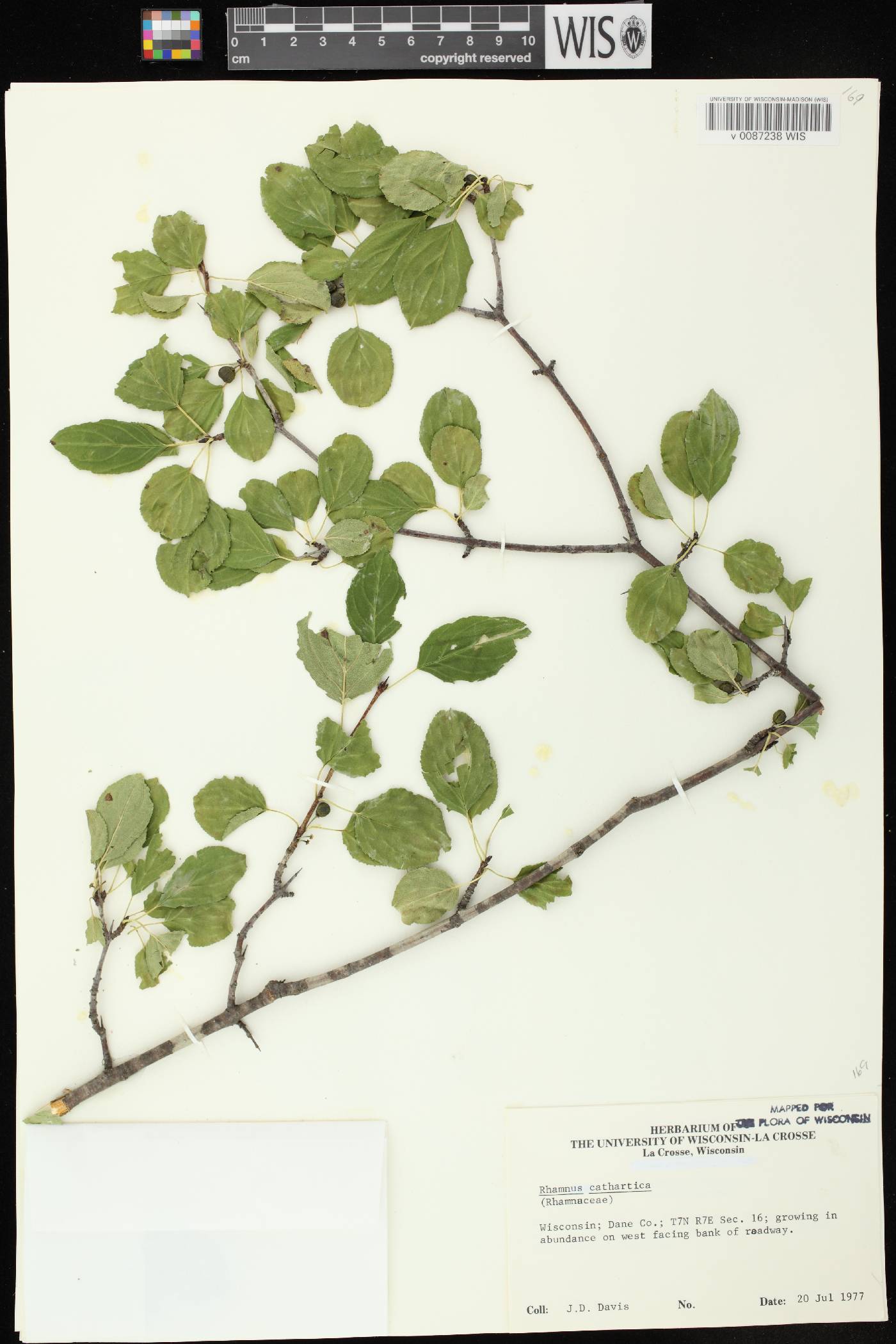 Rhamnus cathartica image
