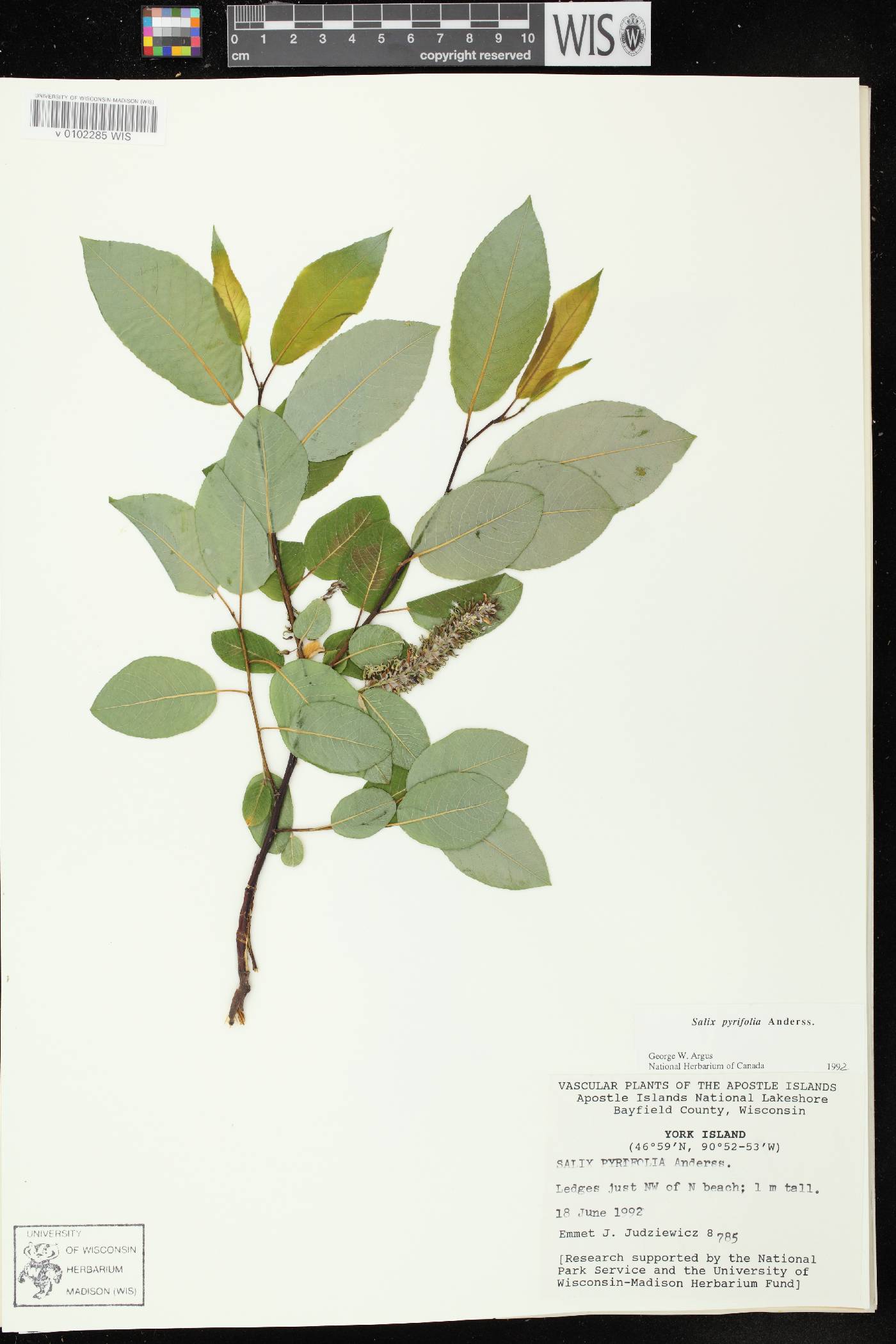 Salix pyrifolia image