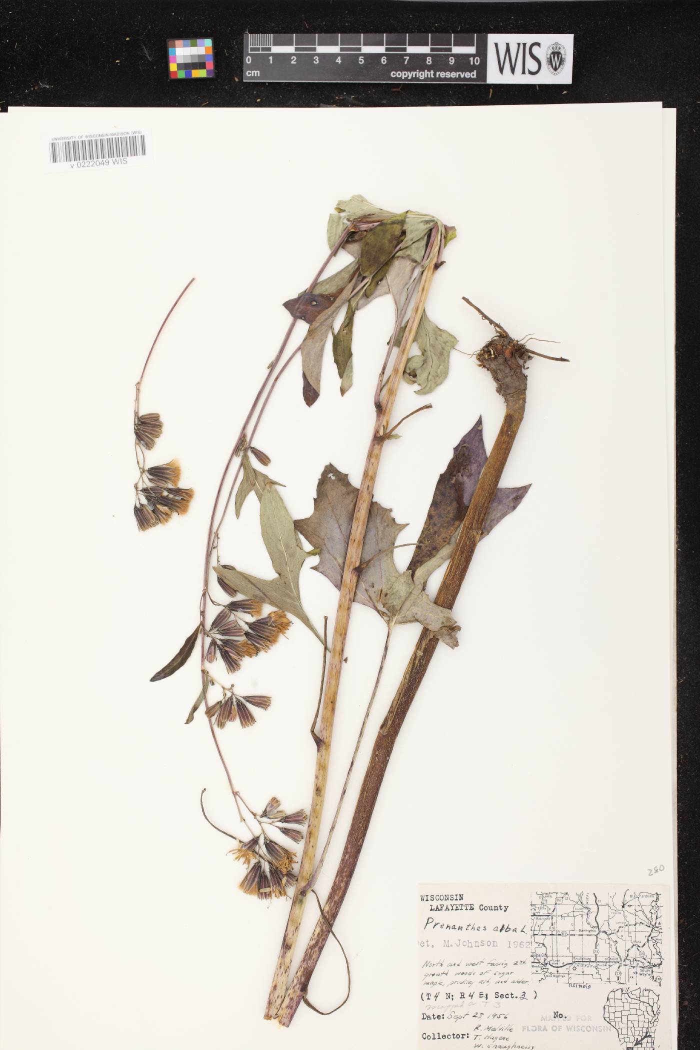 Prenanthes alba image