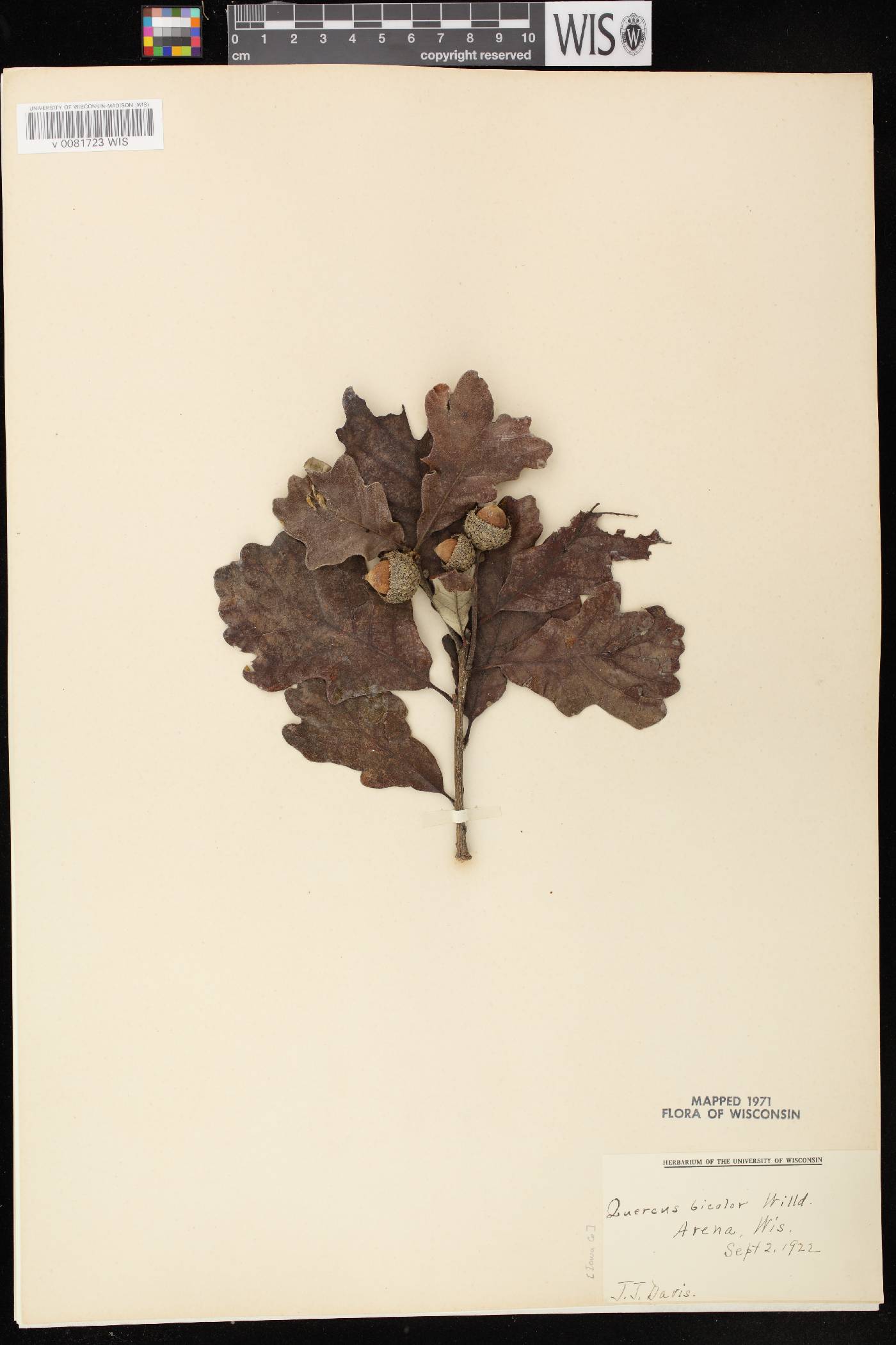 Quercus bicolor image