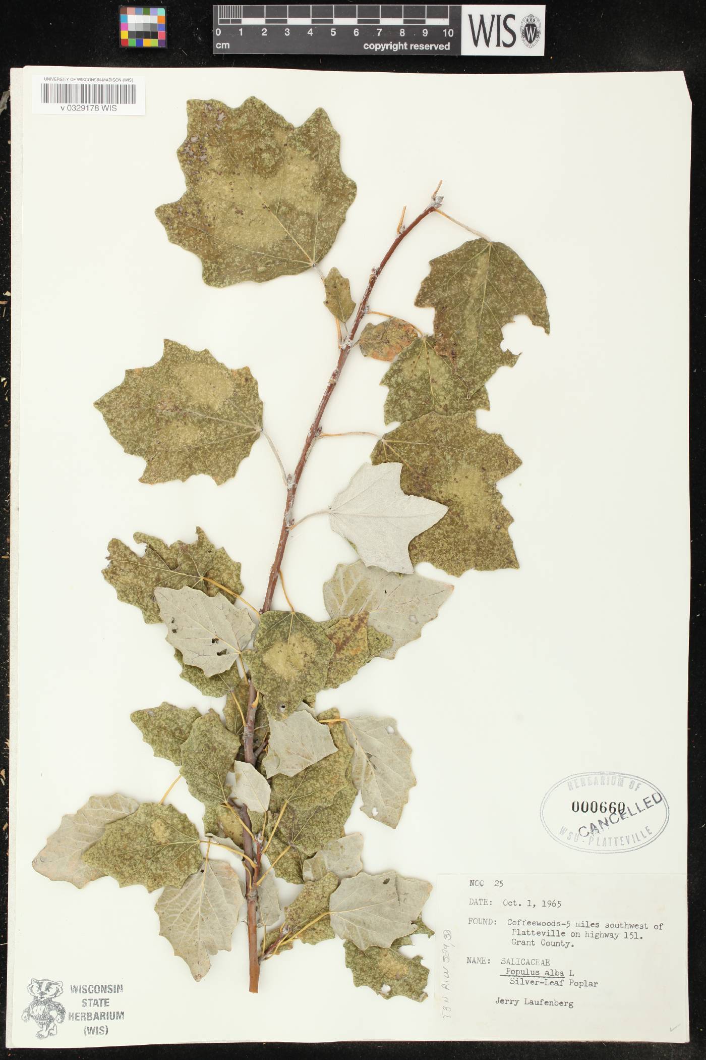 Populus alba image