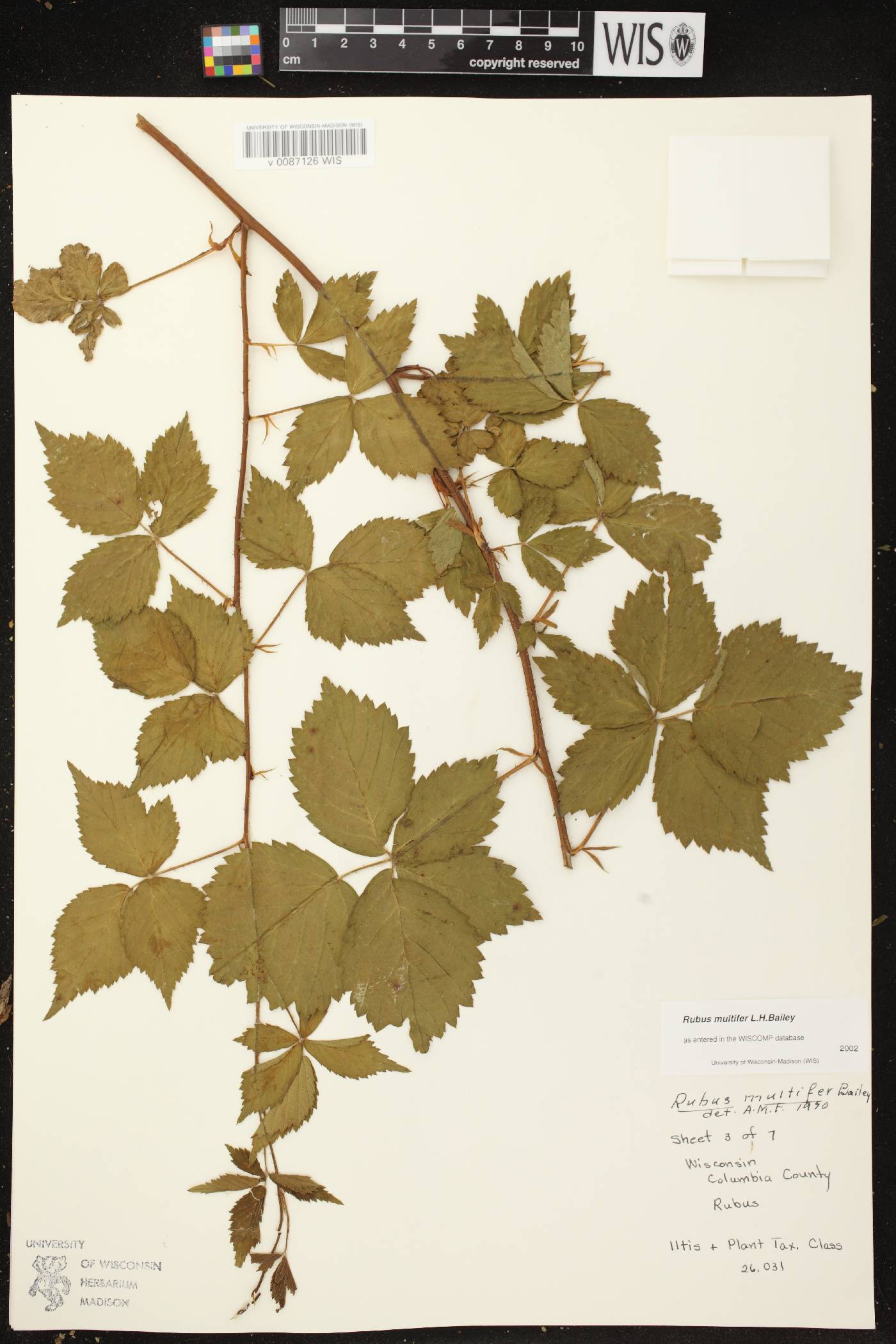 Rubus flagellaris image