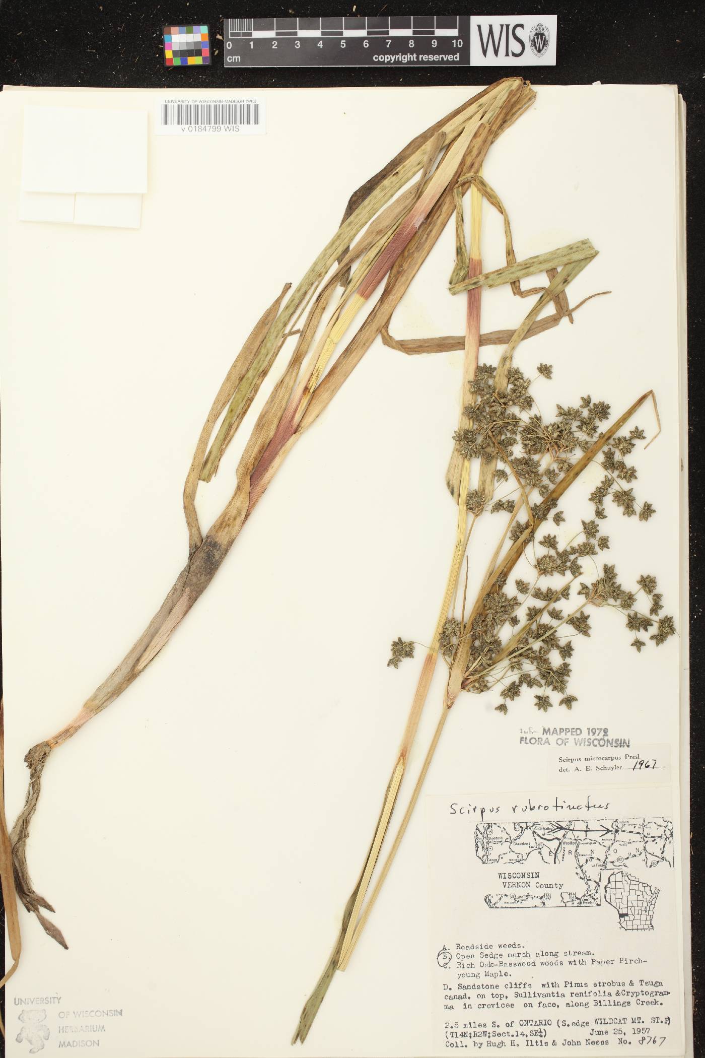 Scirpus microcarpus image