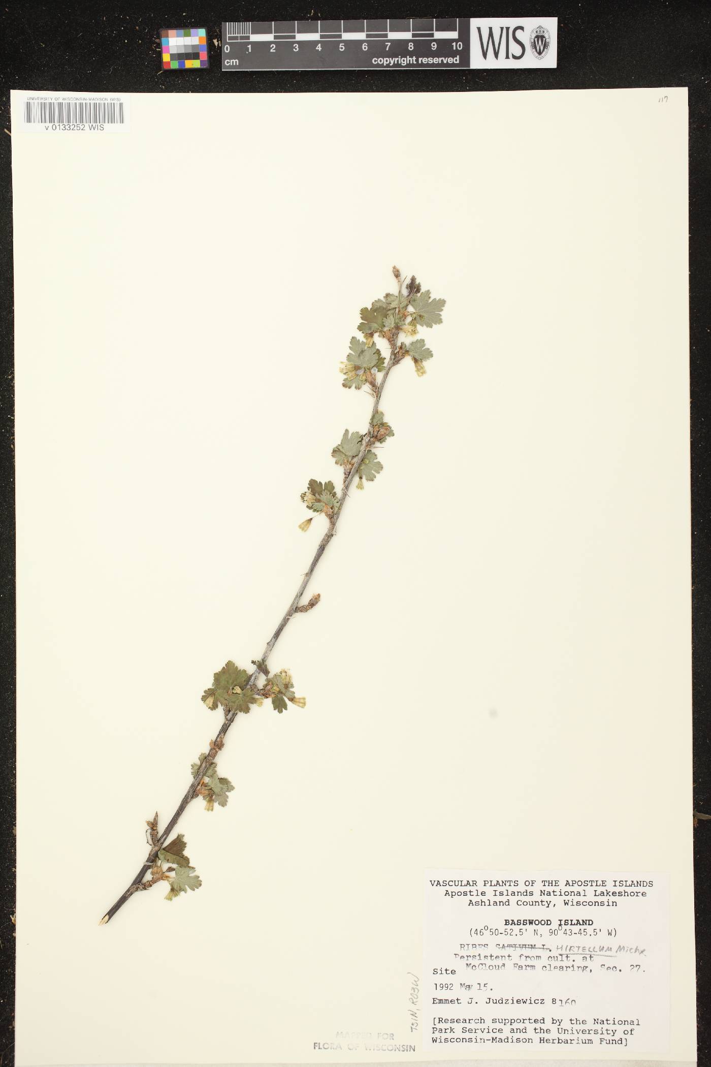 Ribes hirtellum image