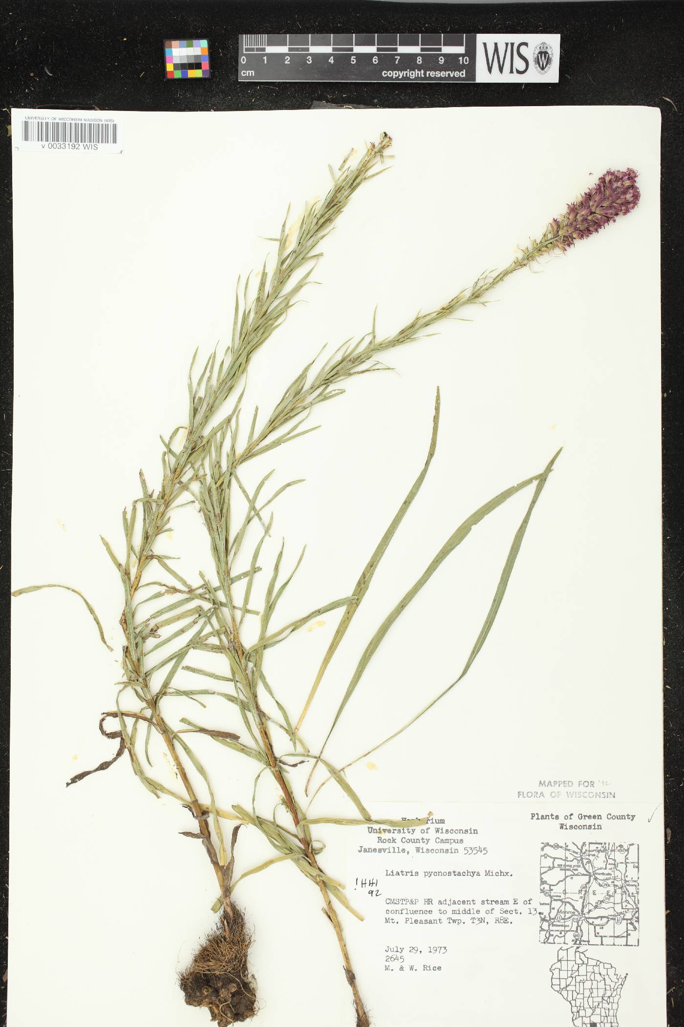 Liatris pycnostachya var. pycnostachya image