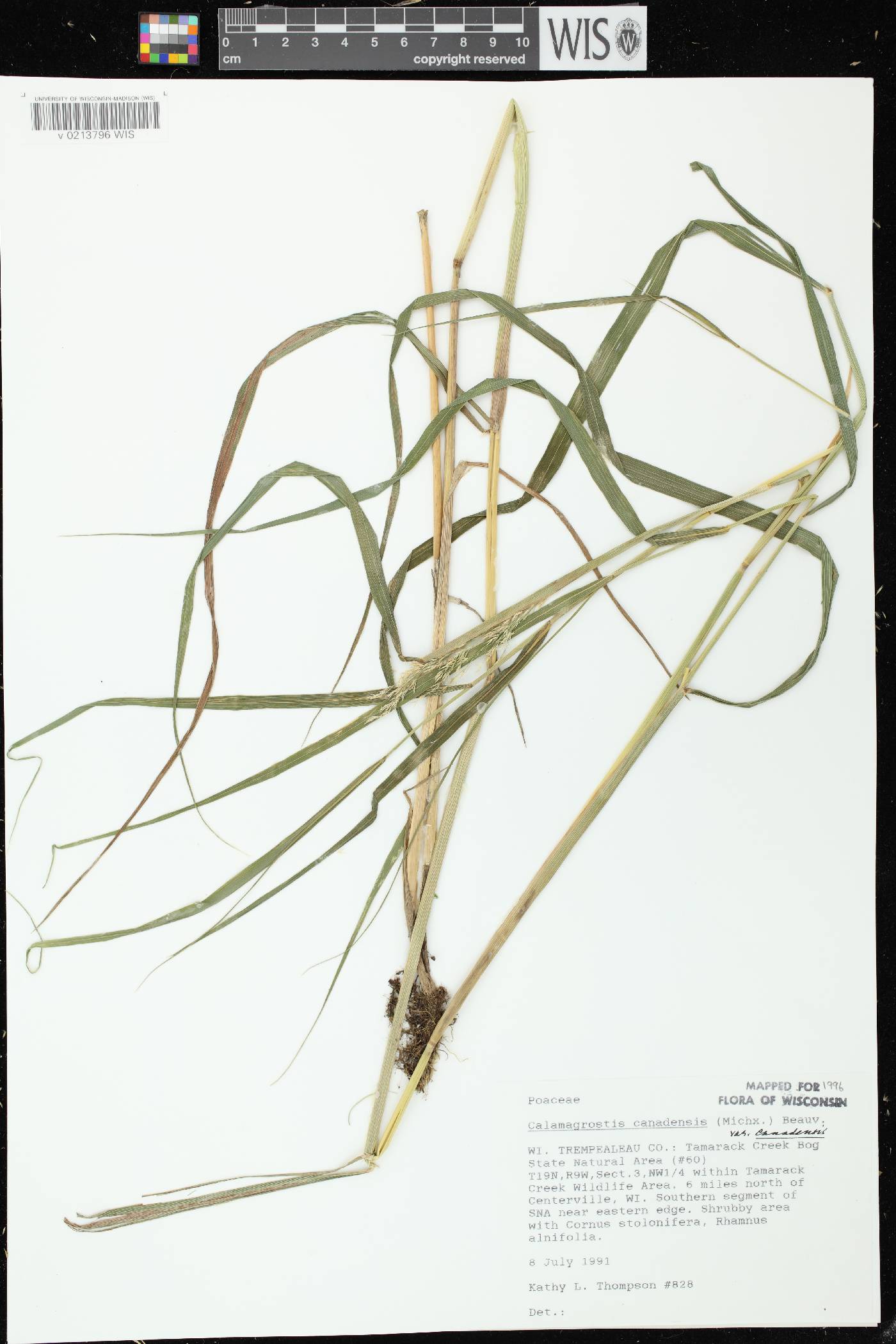 Calamagrostis canadensis image