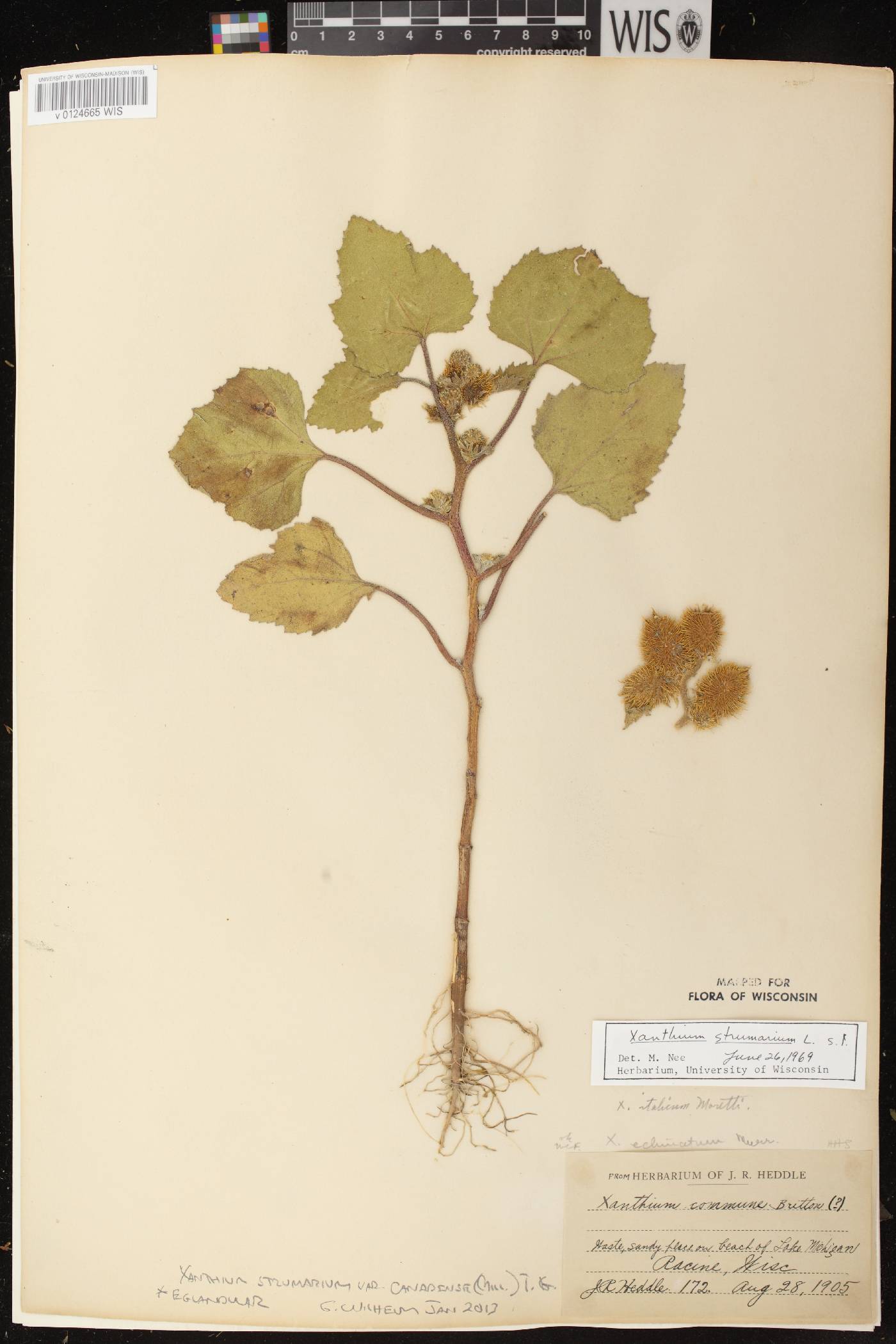 Xanthium strumarium image