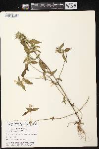 Image of Galeopsis tetrahit var. tetrahit