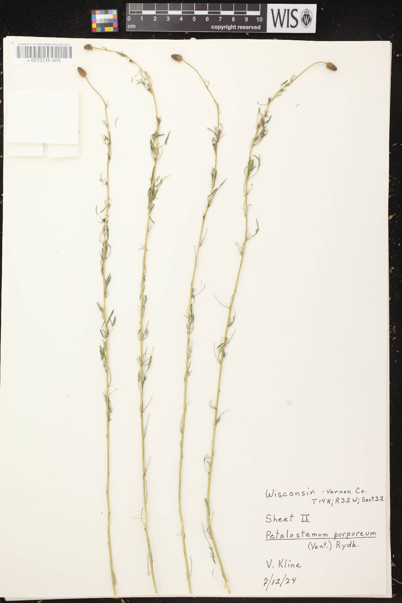 Dalea purpurea var. purpurea image