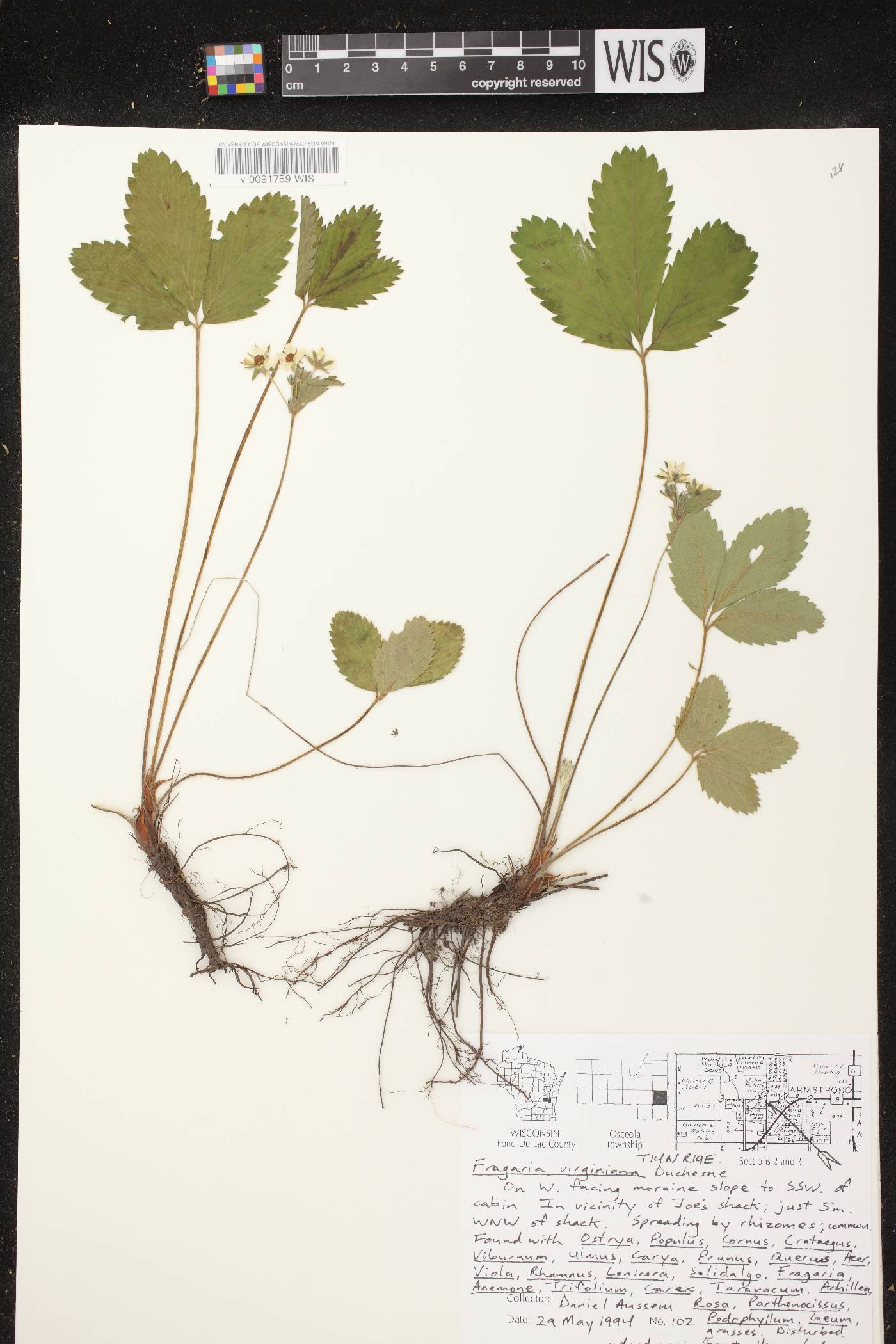 Fragaria virginiana image