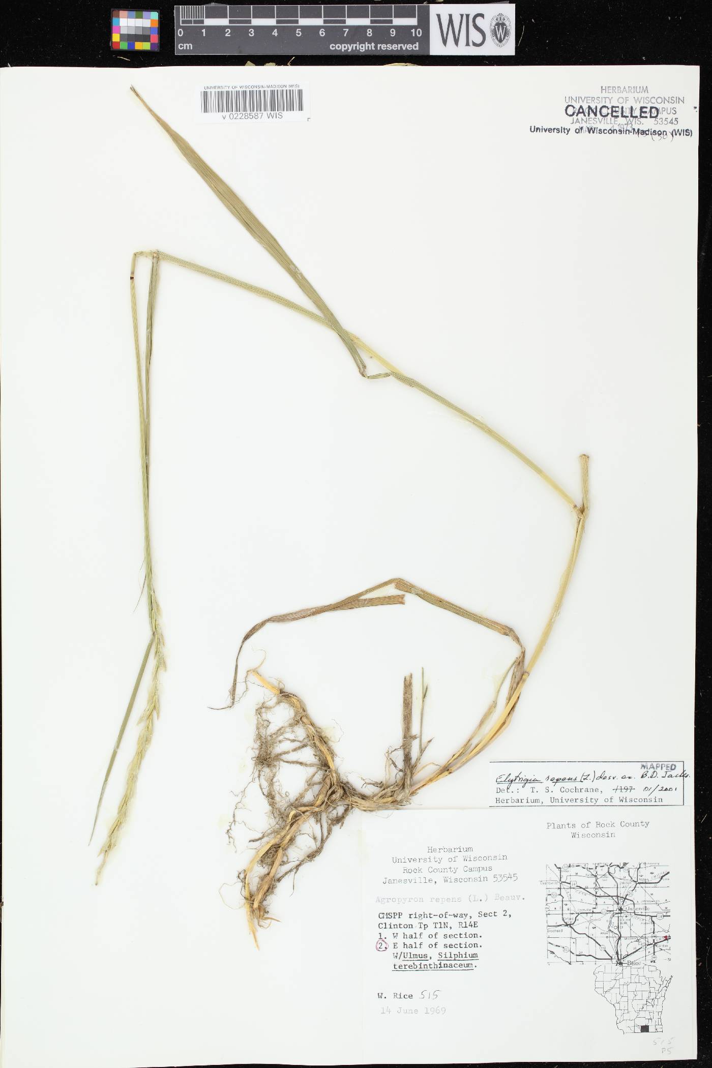 Elymus repens image