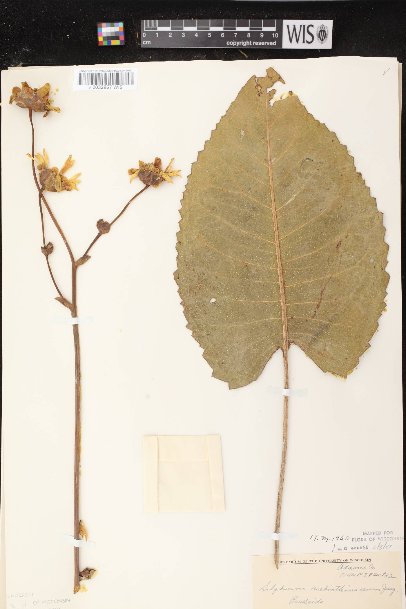Silphium terebinthinaceum var. terebinthinaceum image