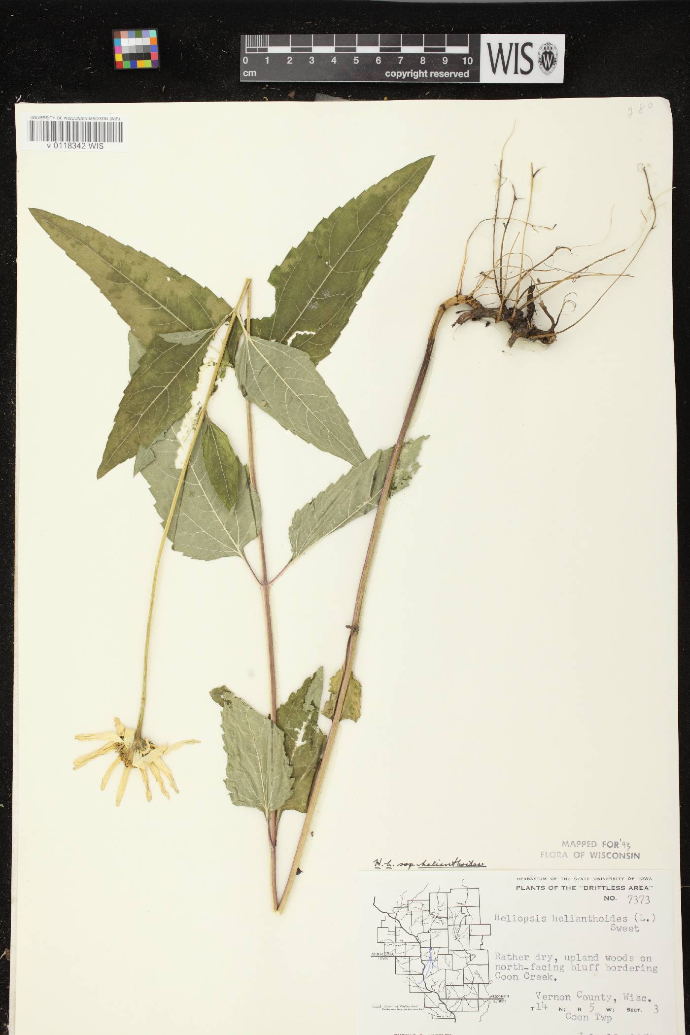 Heliopsis helianthoides var. helianthoides image