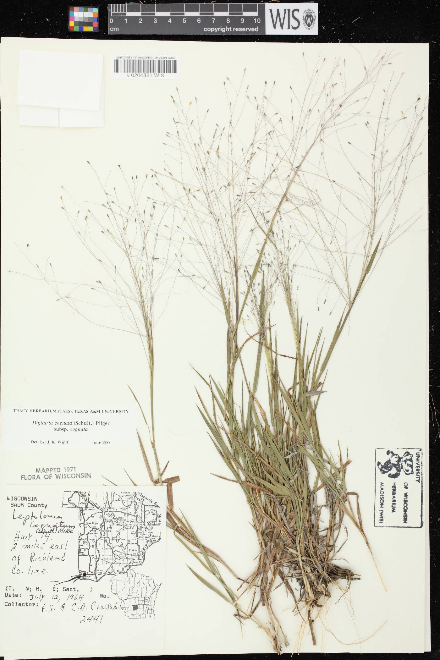 Digitaria cognata image