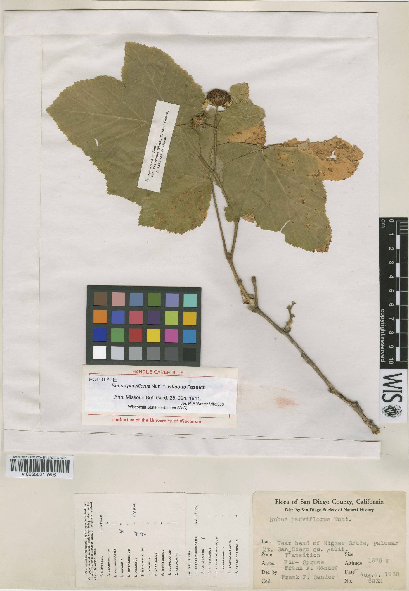Rubus parviflorus image