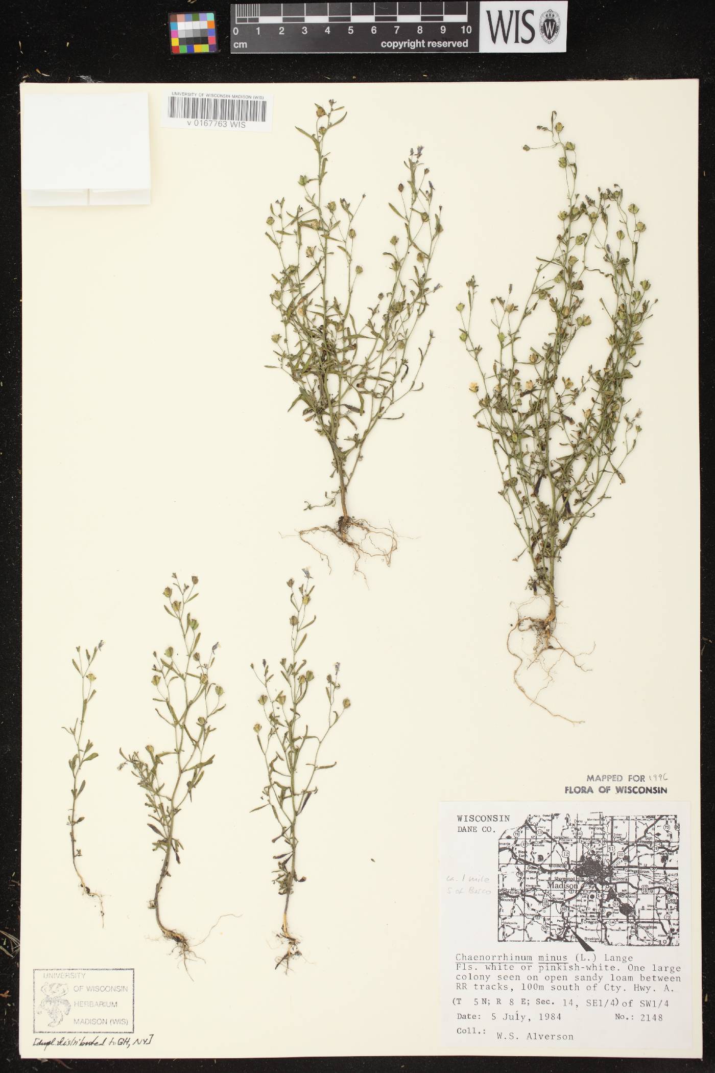 Chaenorhinum minus image