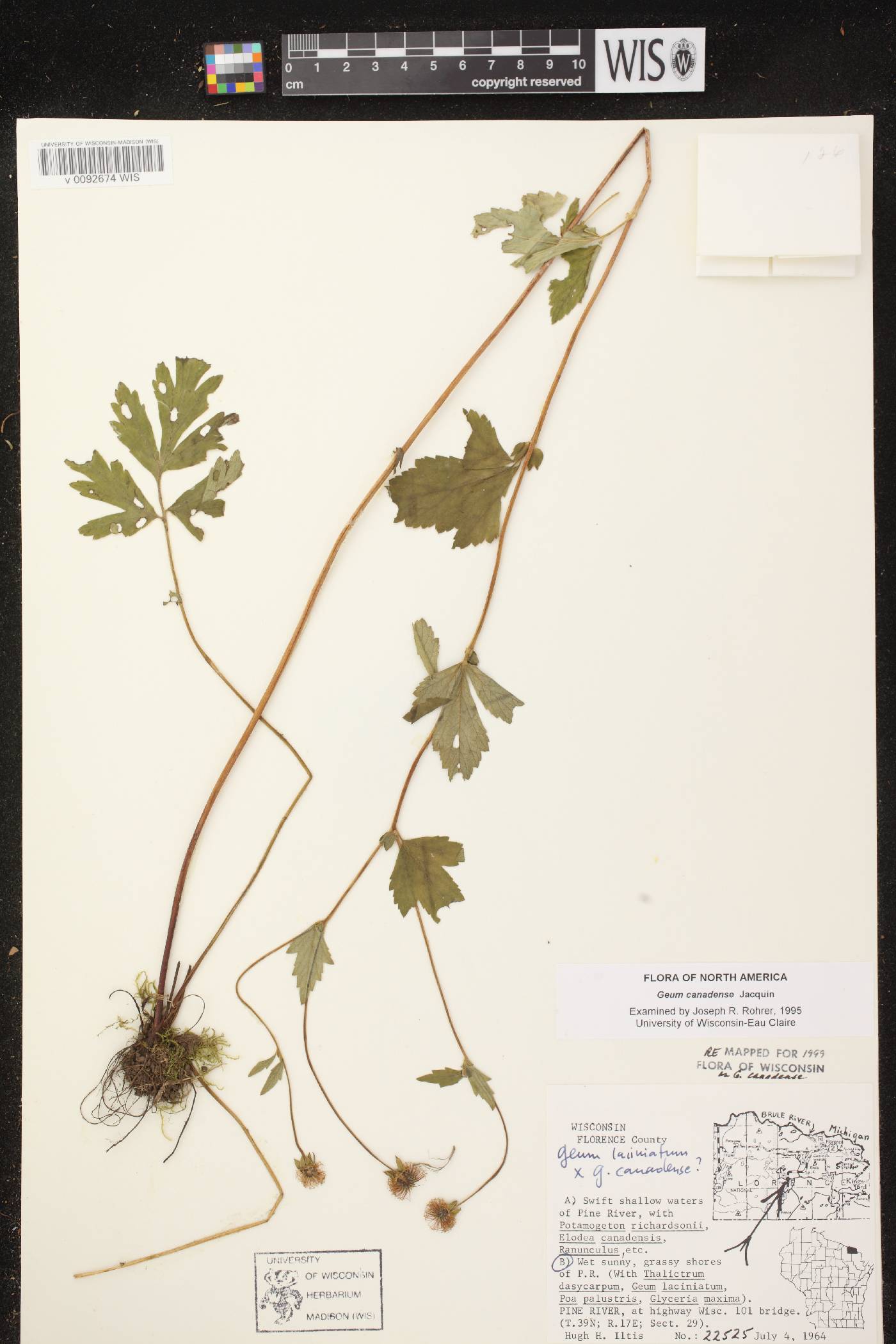 Geum canadense image