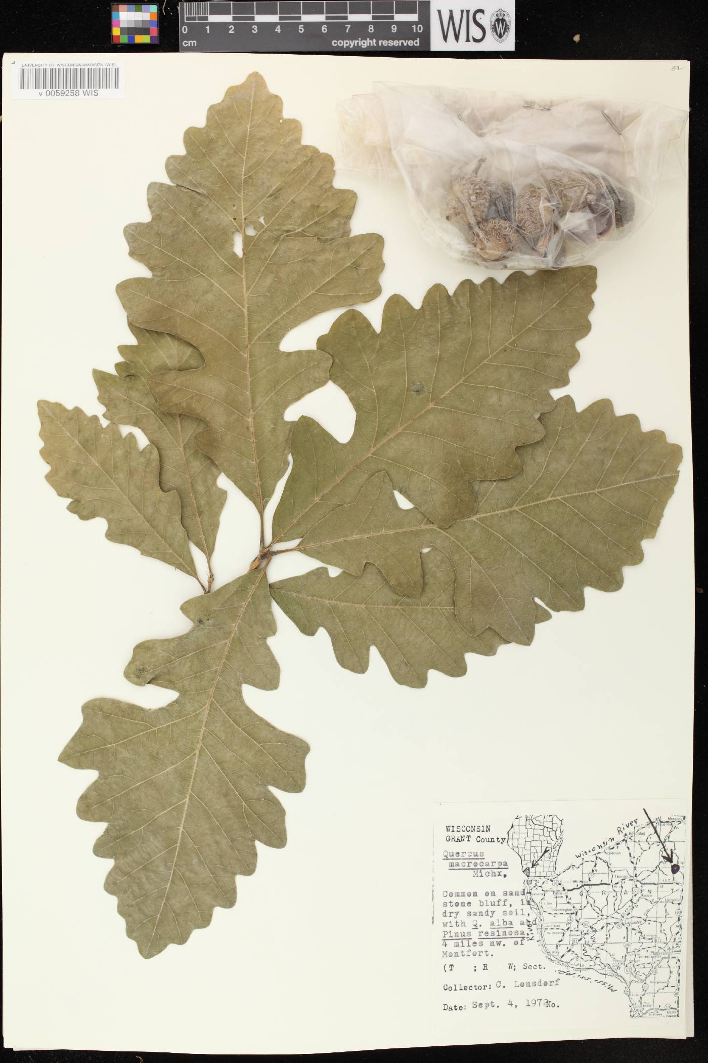 Quercus macrocarpa image
