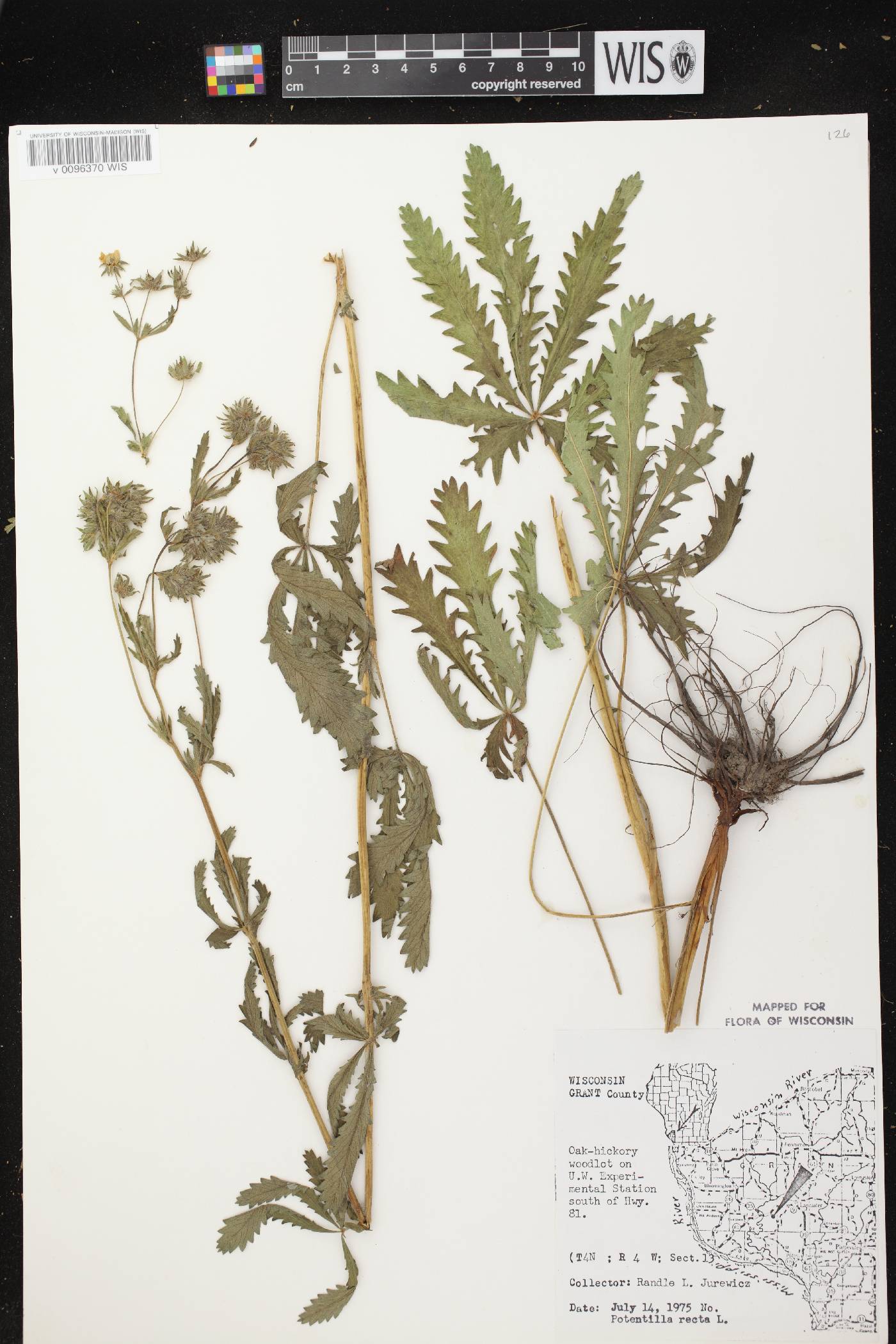 Potentilla recta image