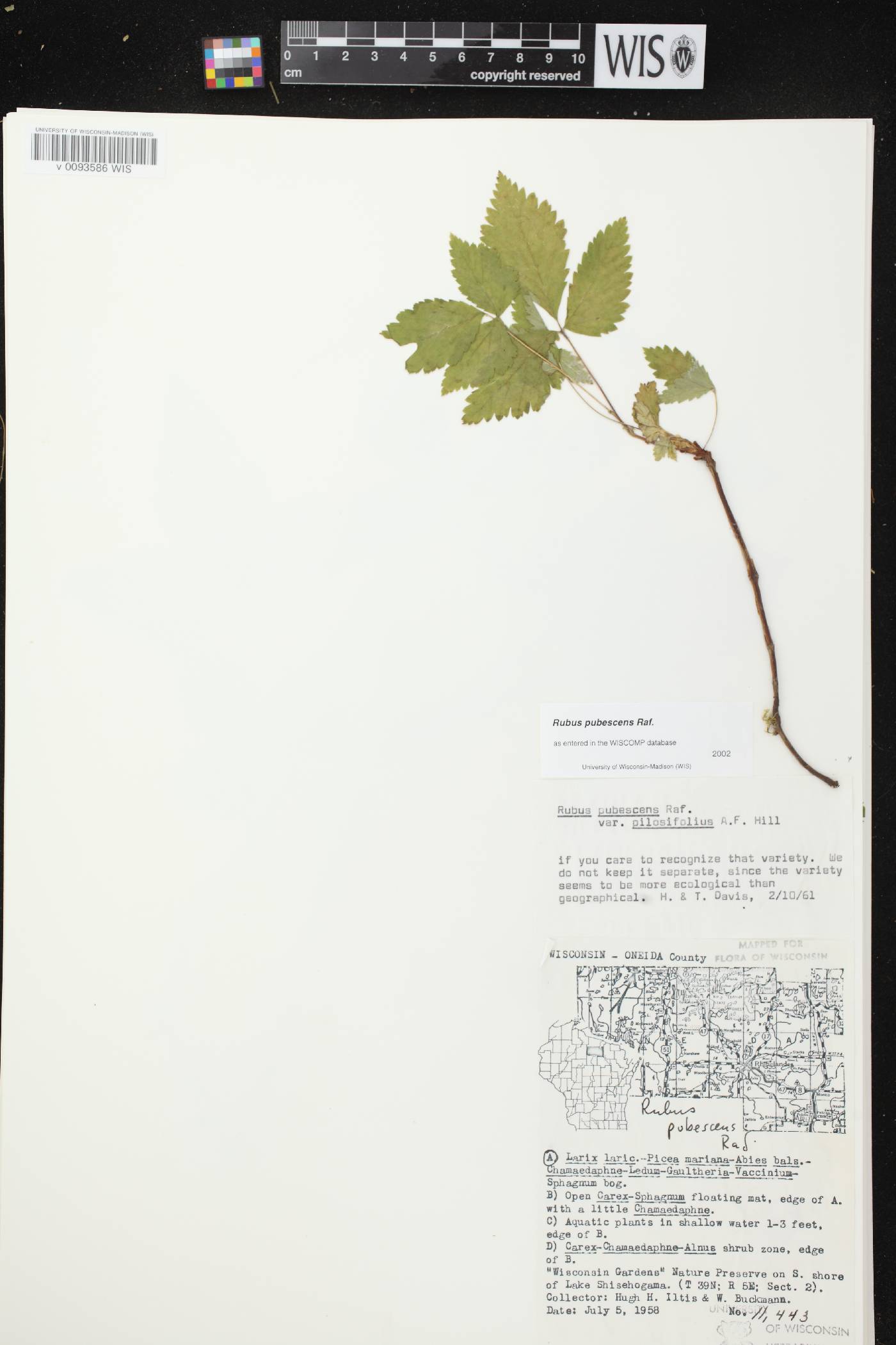 Rubus pubescens image