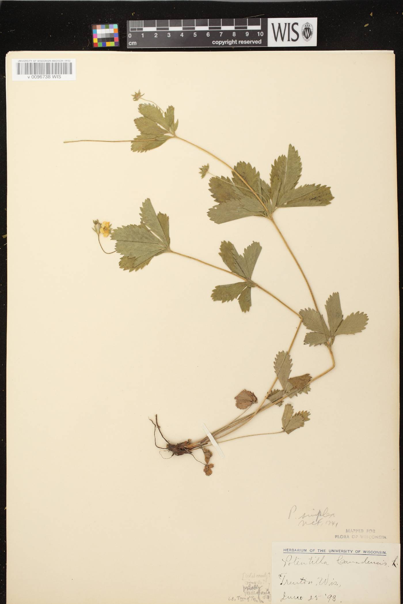 Potentilla simplex image