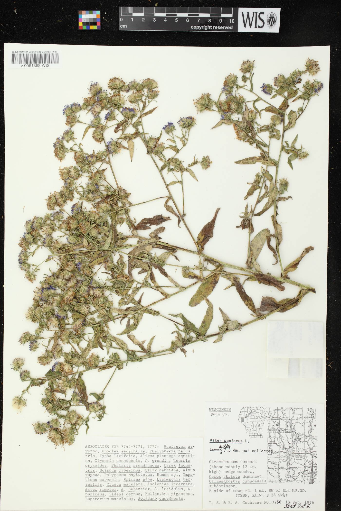 Symphyotrichum puniceum var. puniceum image
