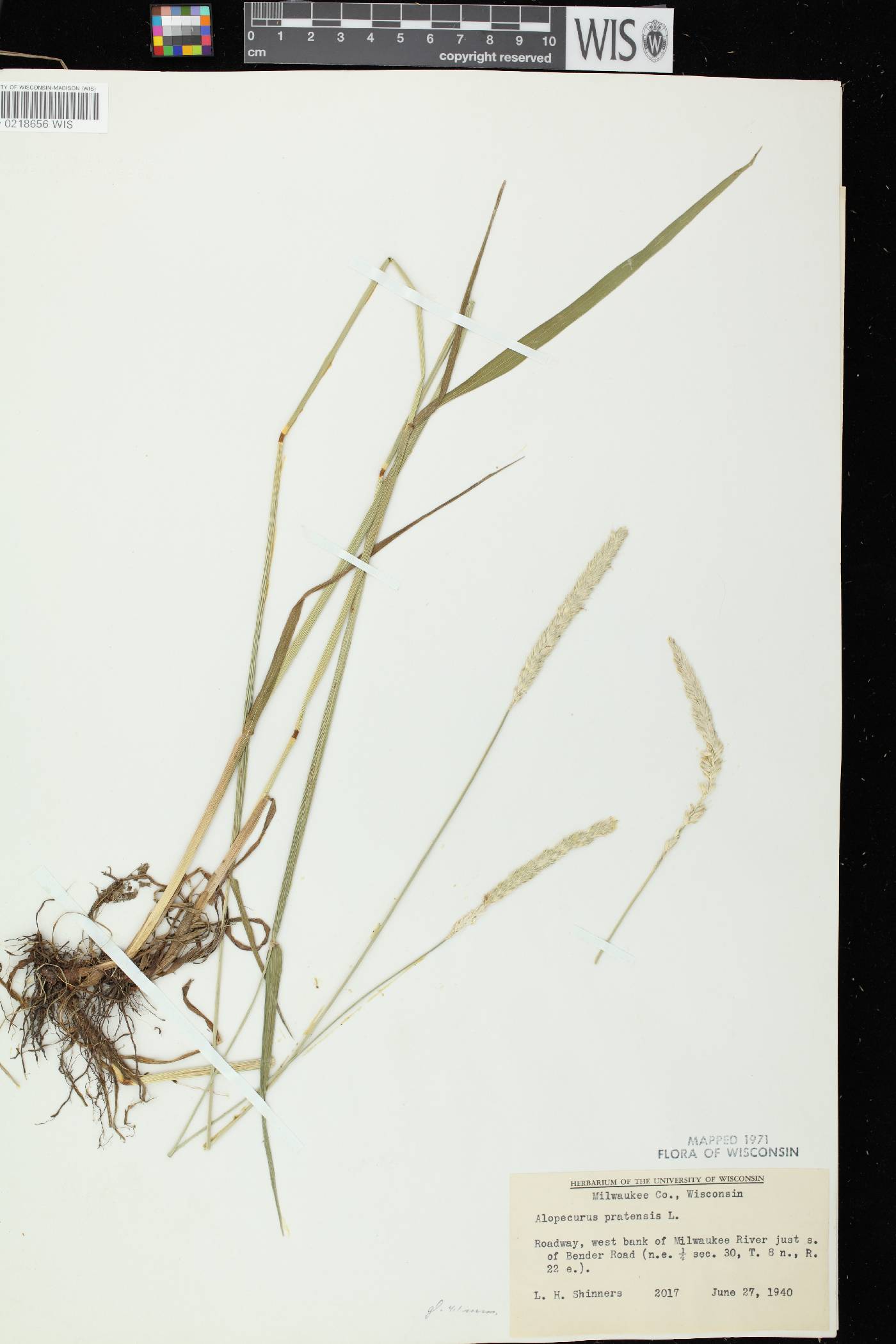 Alopecurus pratensis image