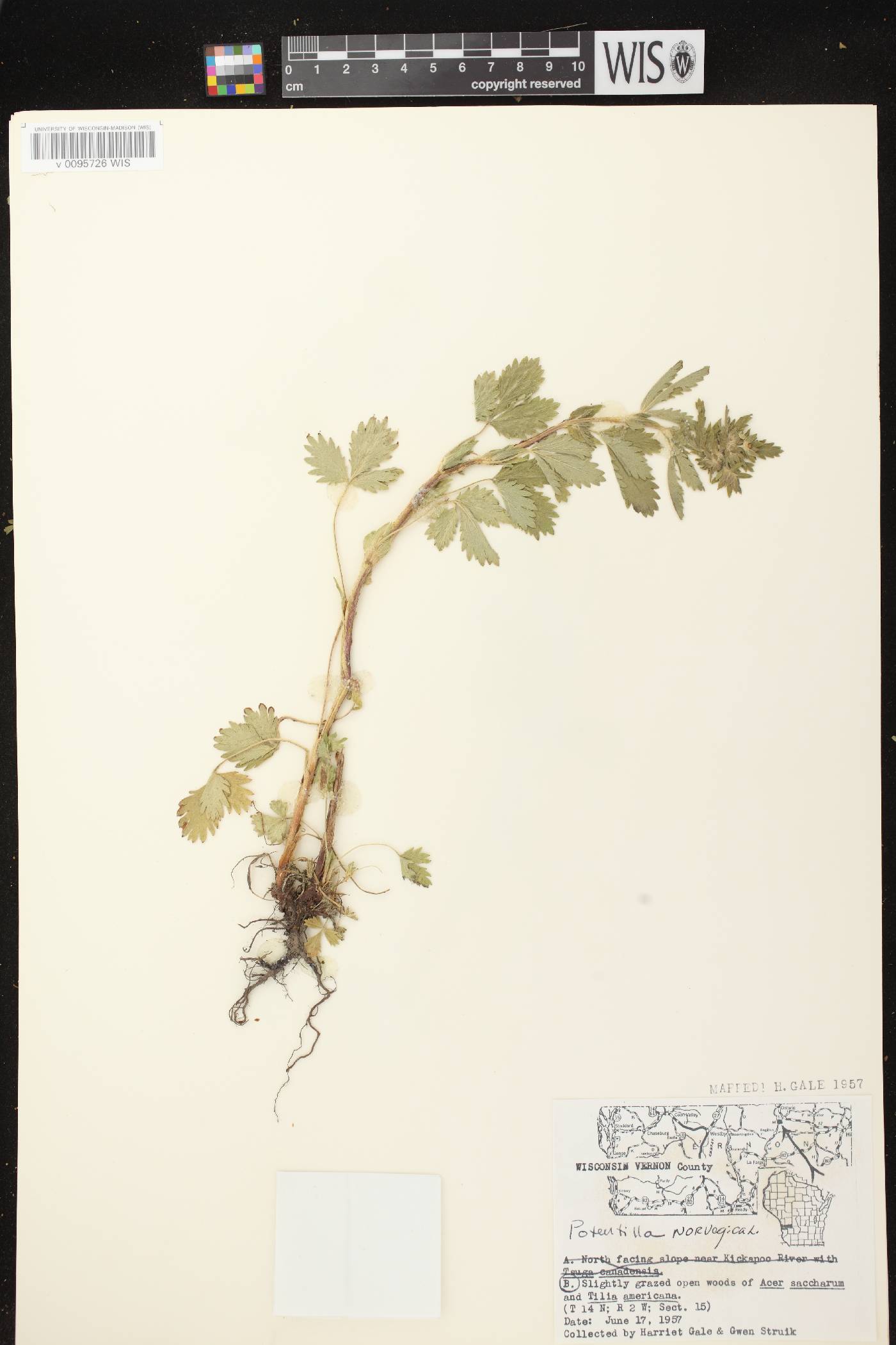 Potentilla norvegica image