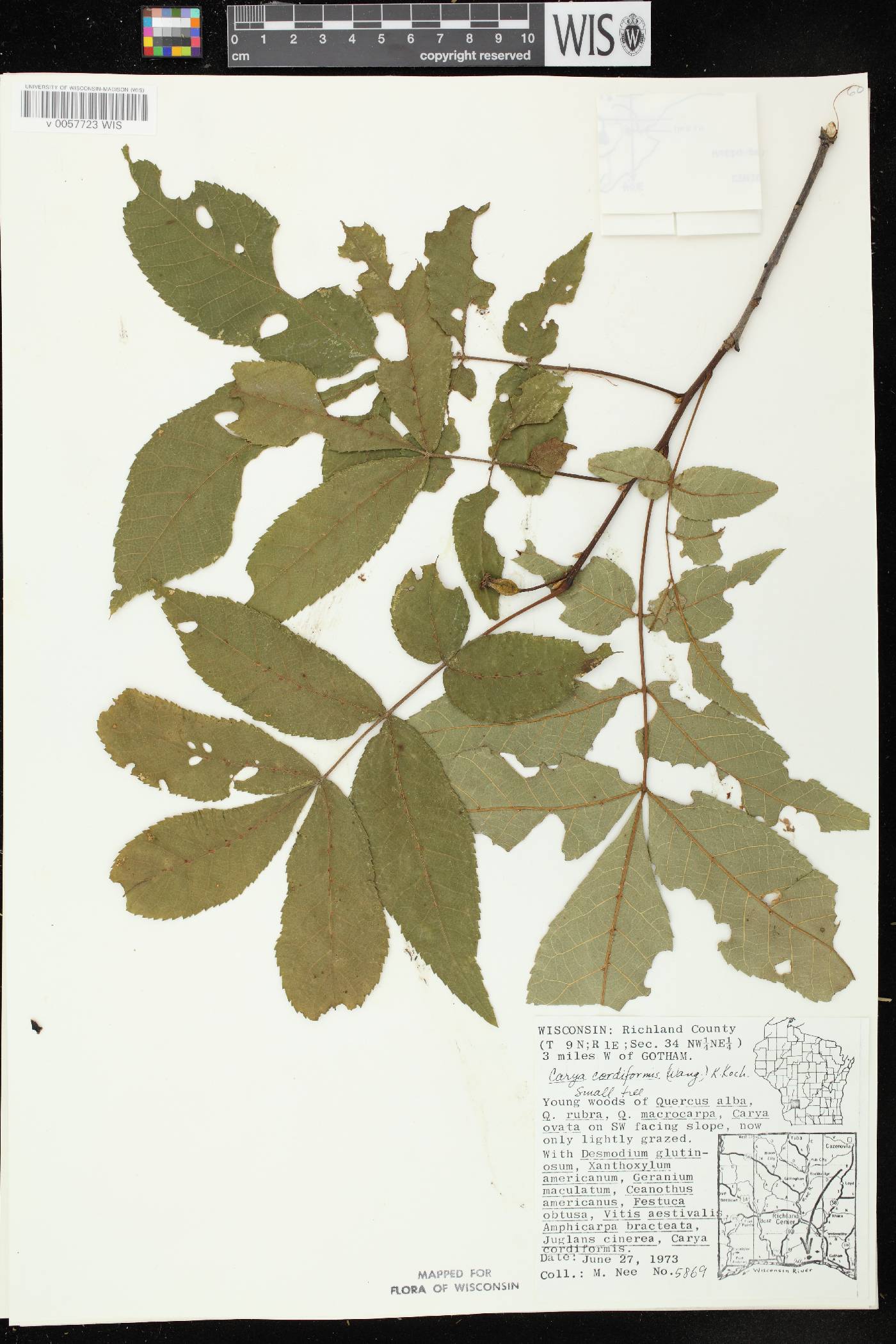 Carya cordiformis image