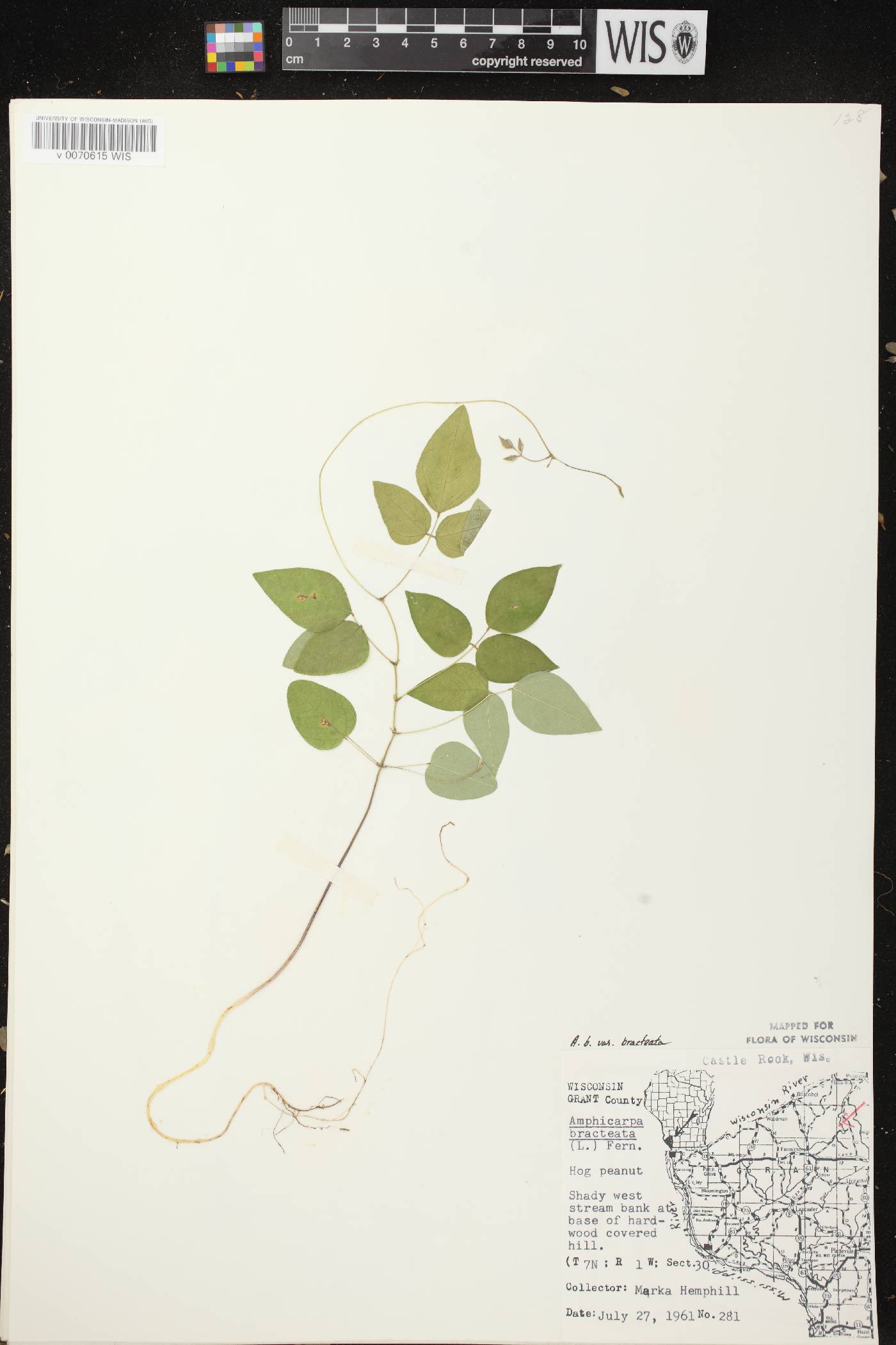 Amphicarpaea bracteata image