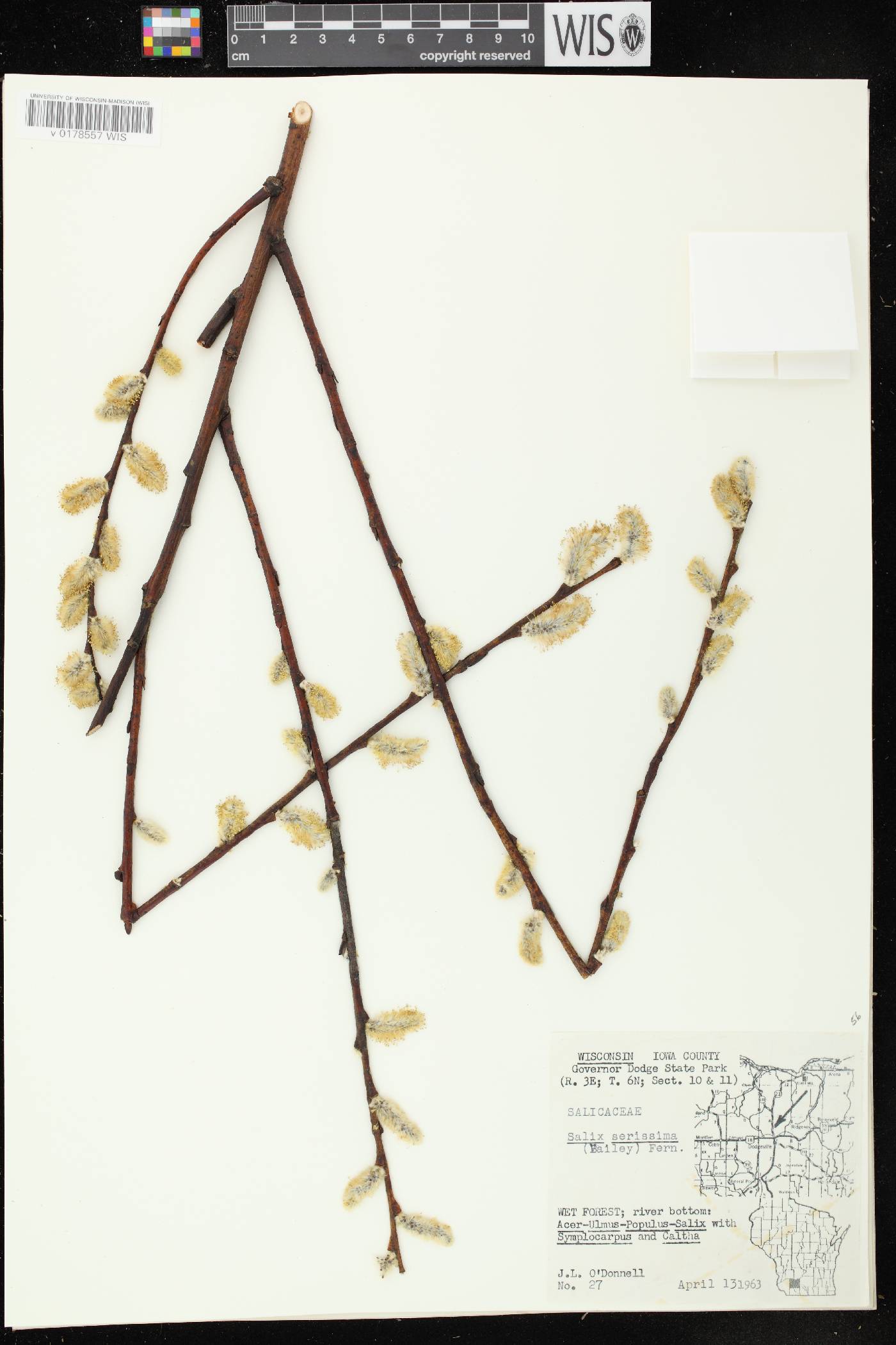 Salix serissima image