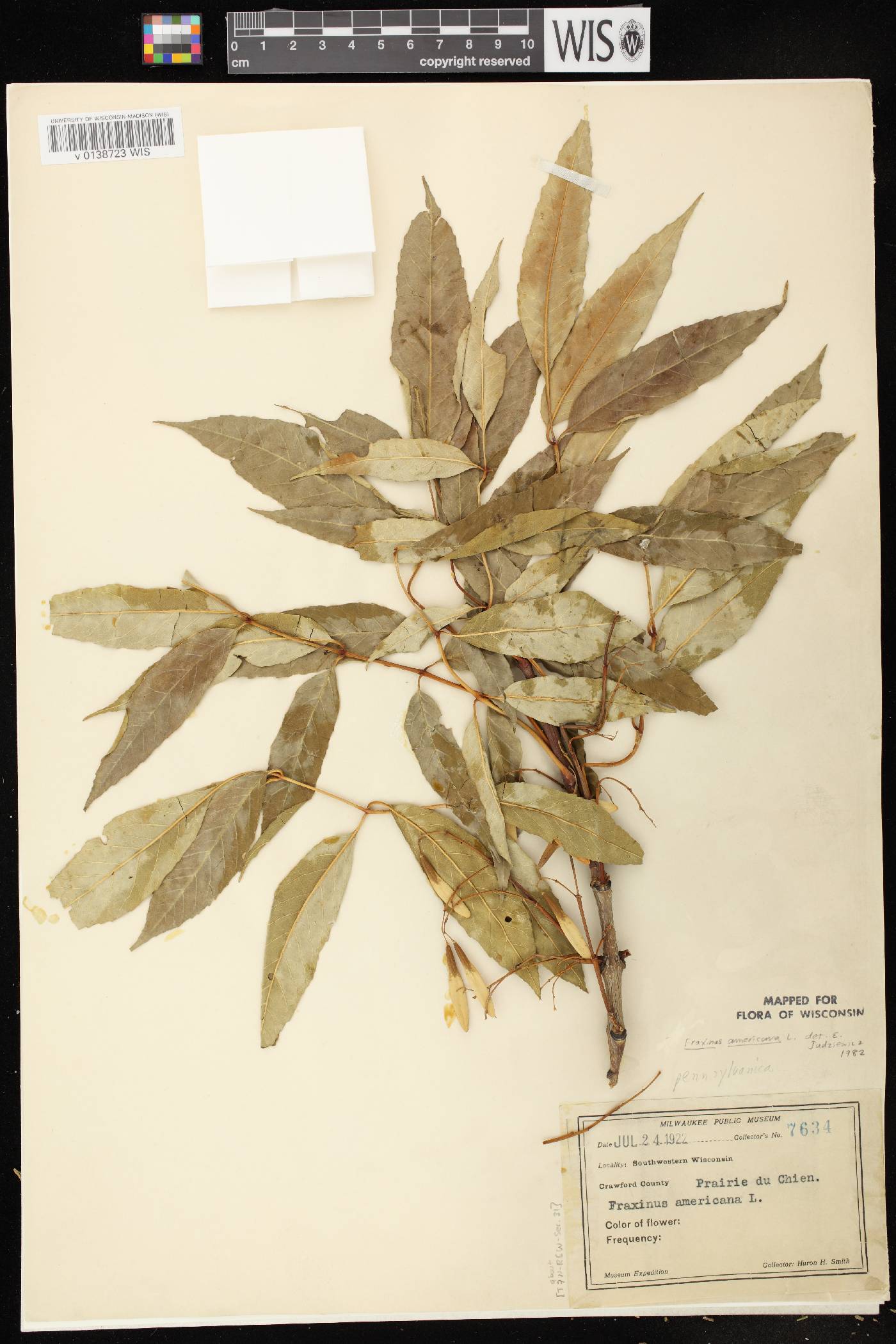 Fraxinus americana image