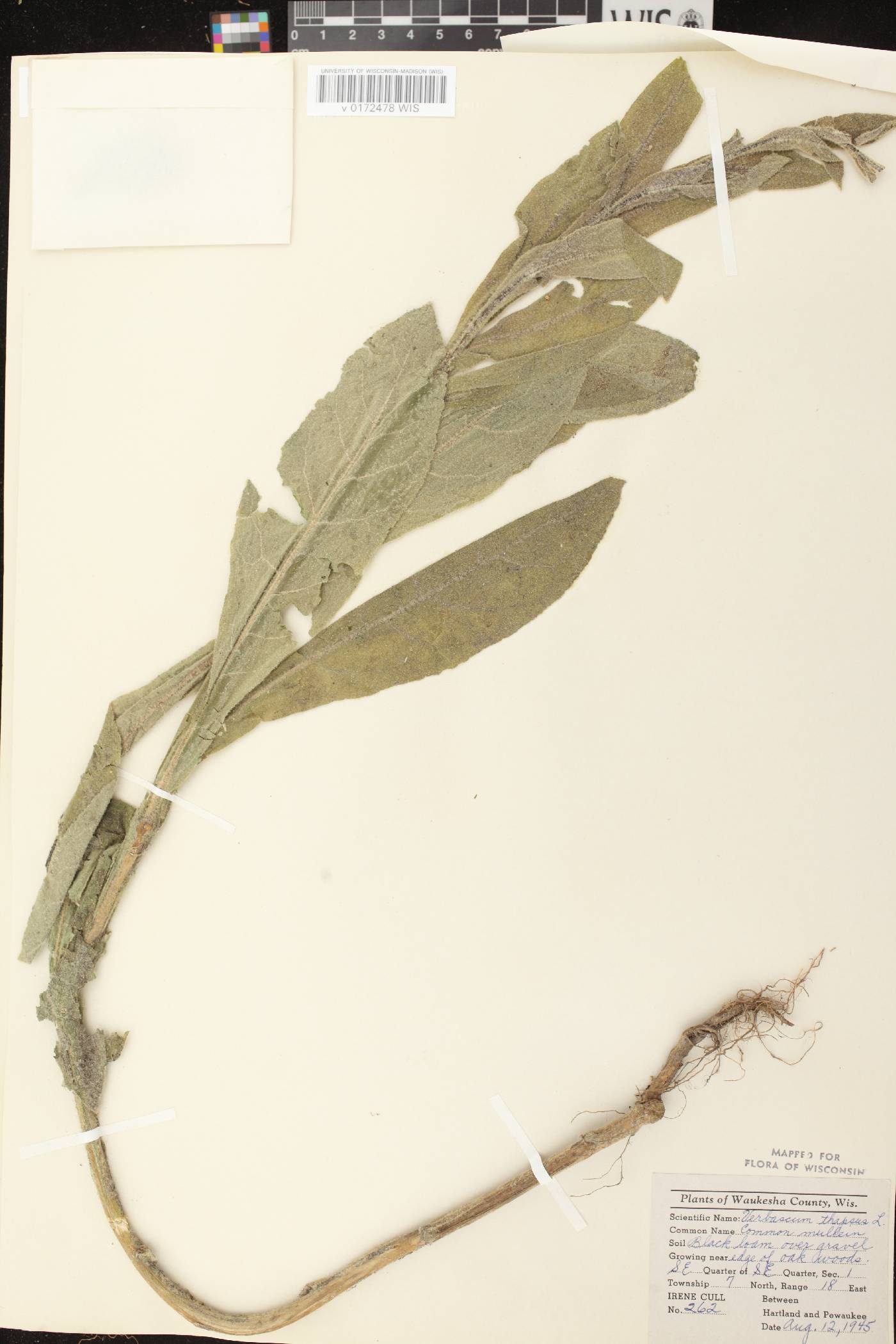 Verbascum thapsus image