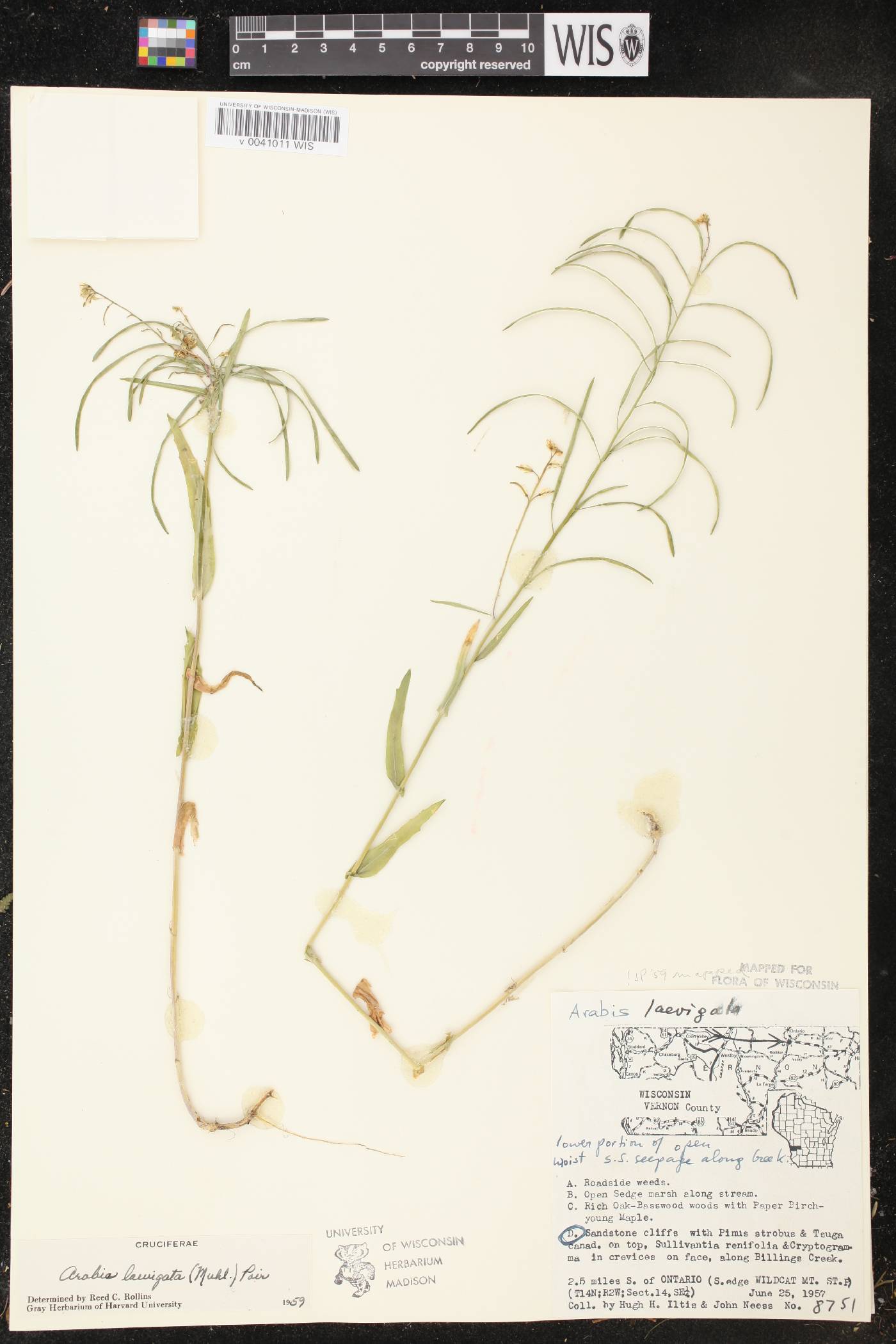 Boechera laevigata image