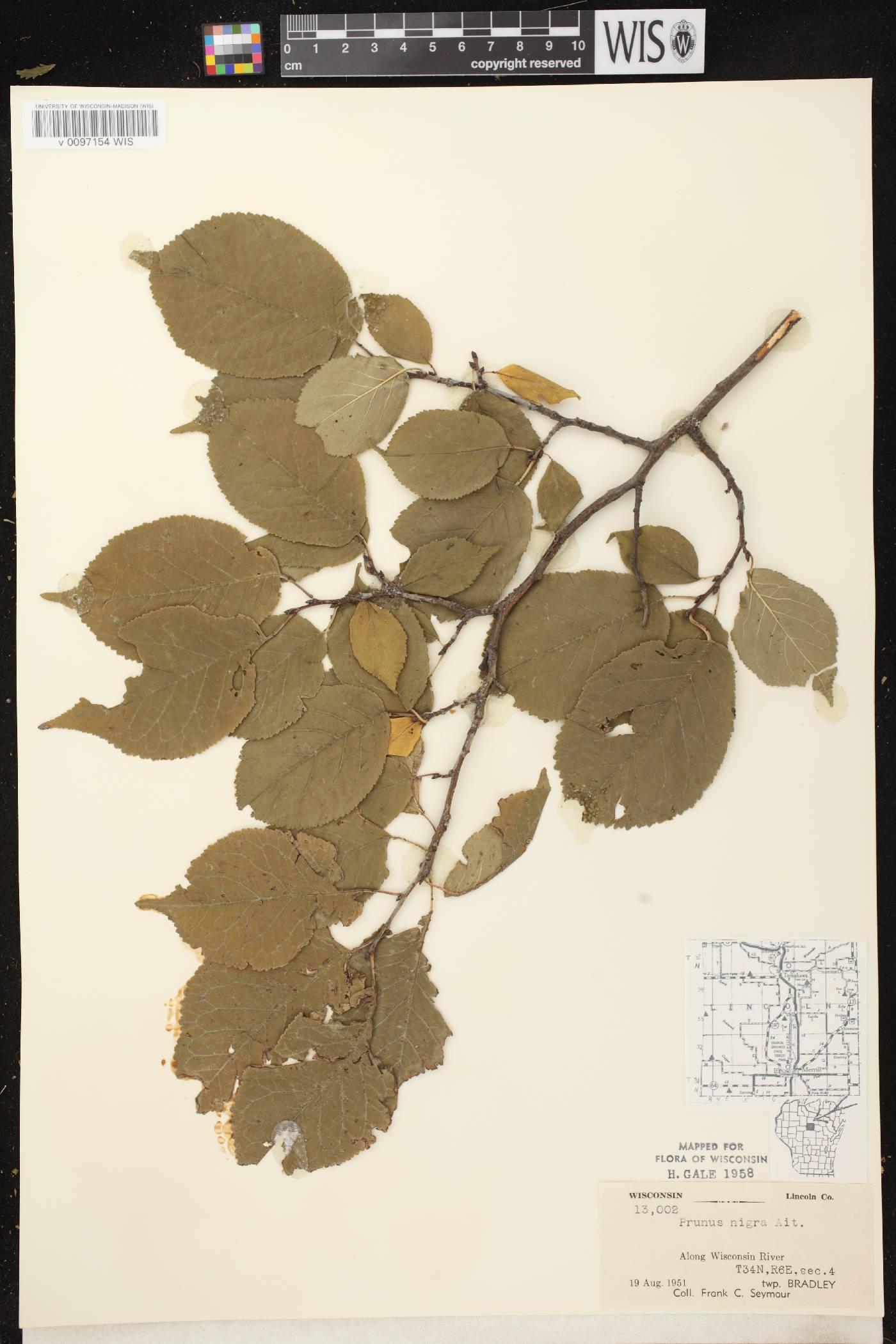 Prunus nigra image