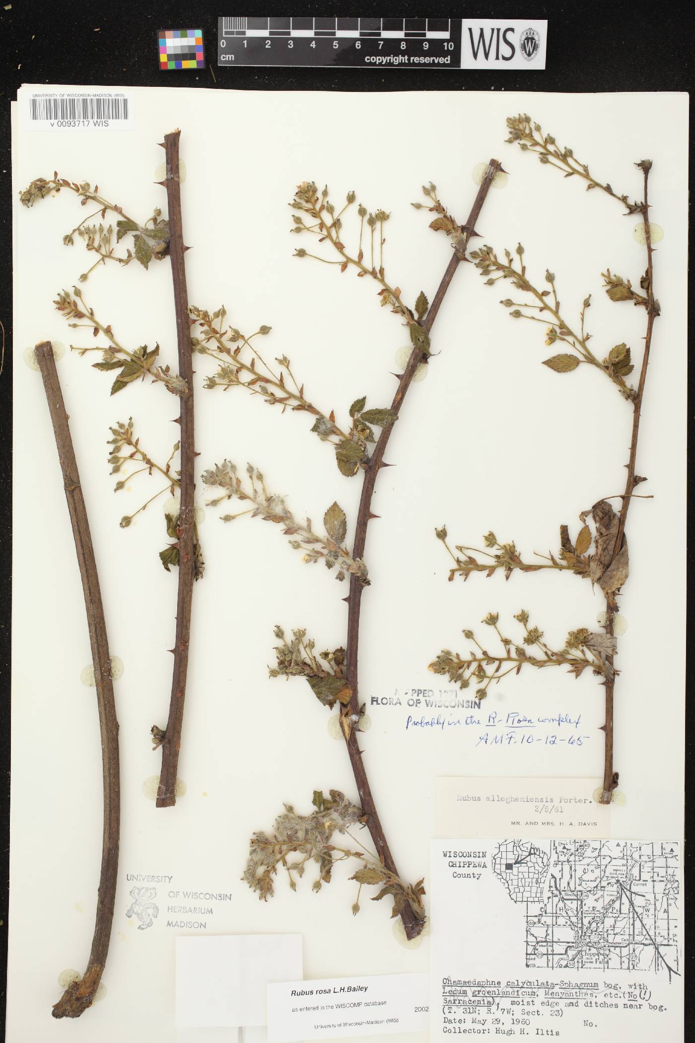 Rubus allegheniensis image