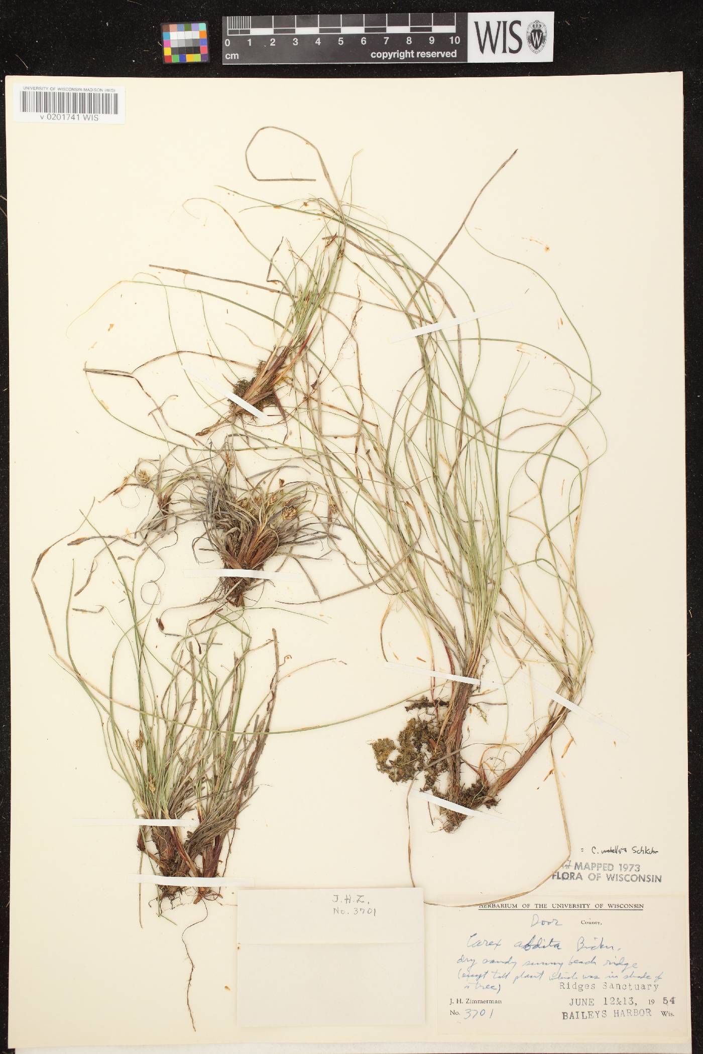 Carex umbellata image