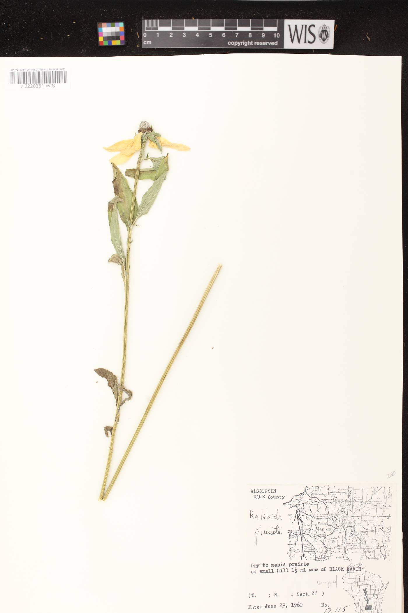 Ratibida pinnata image