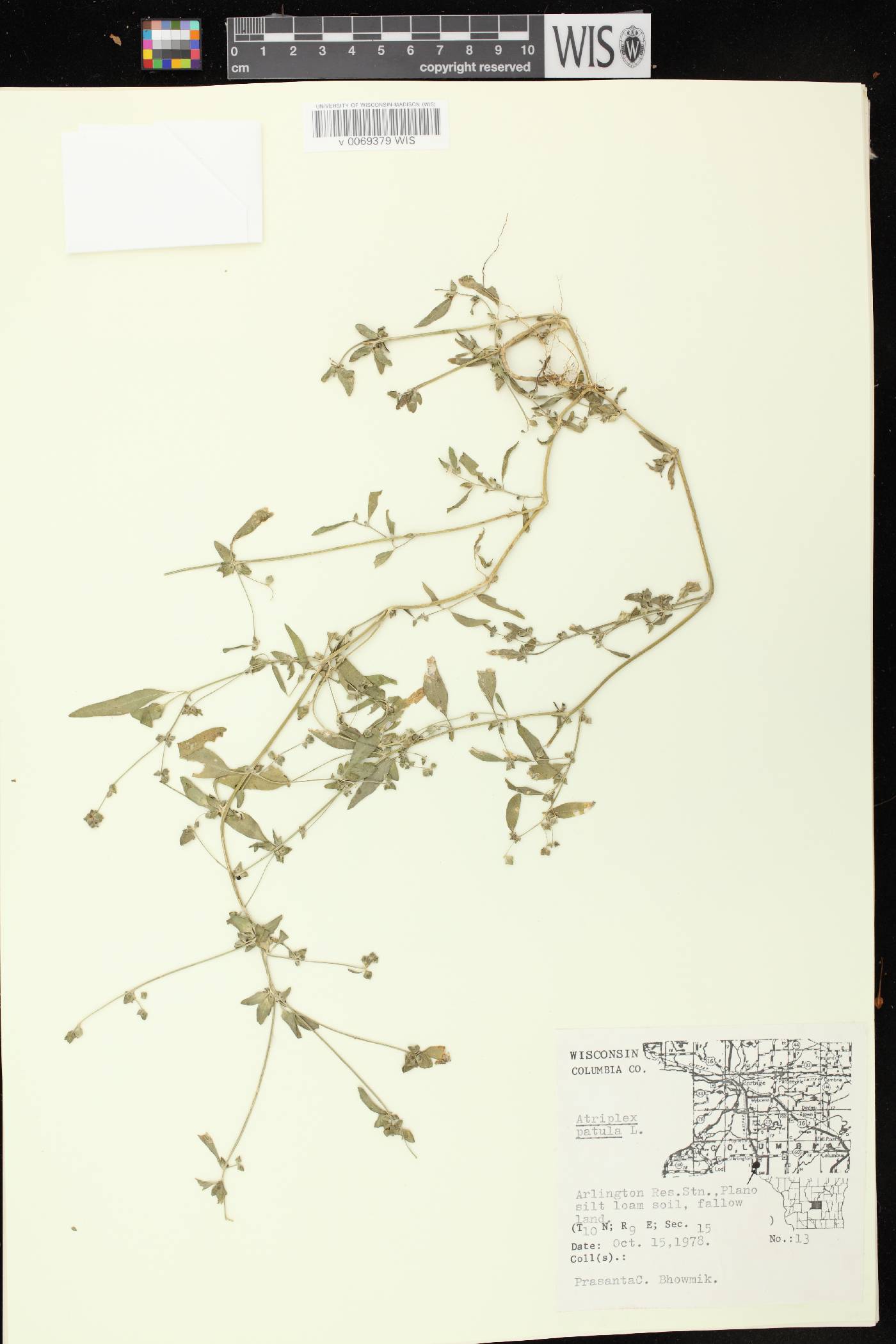 Atriplex patula image