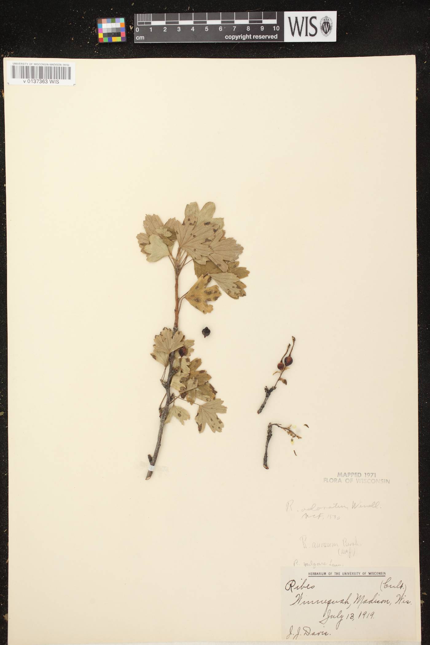 Ribes aureum var. villosum image