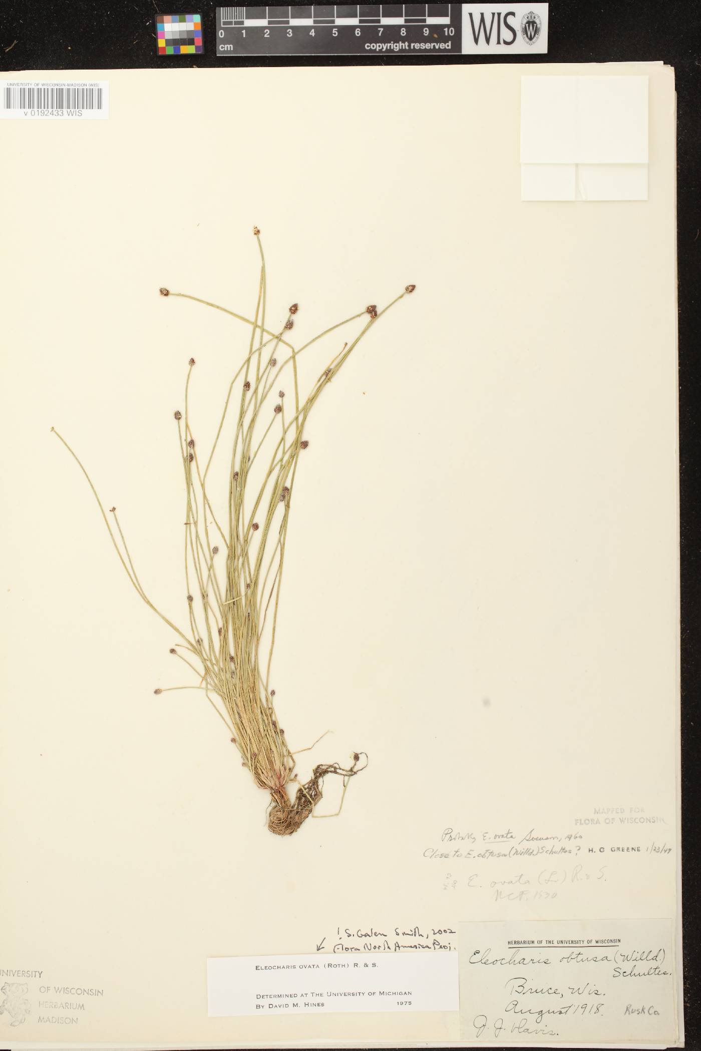 Eleocharis ovata image