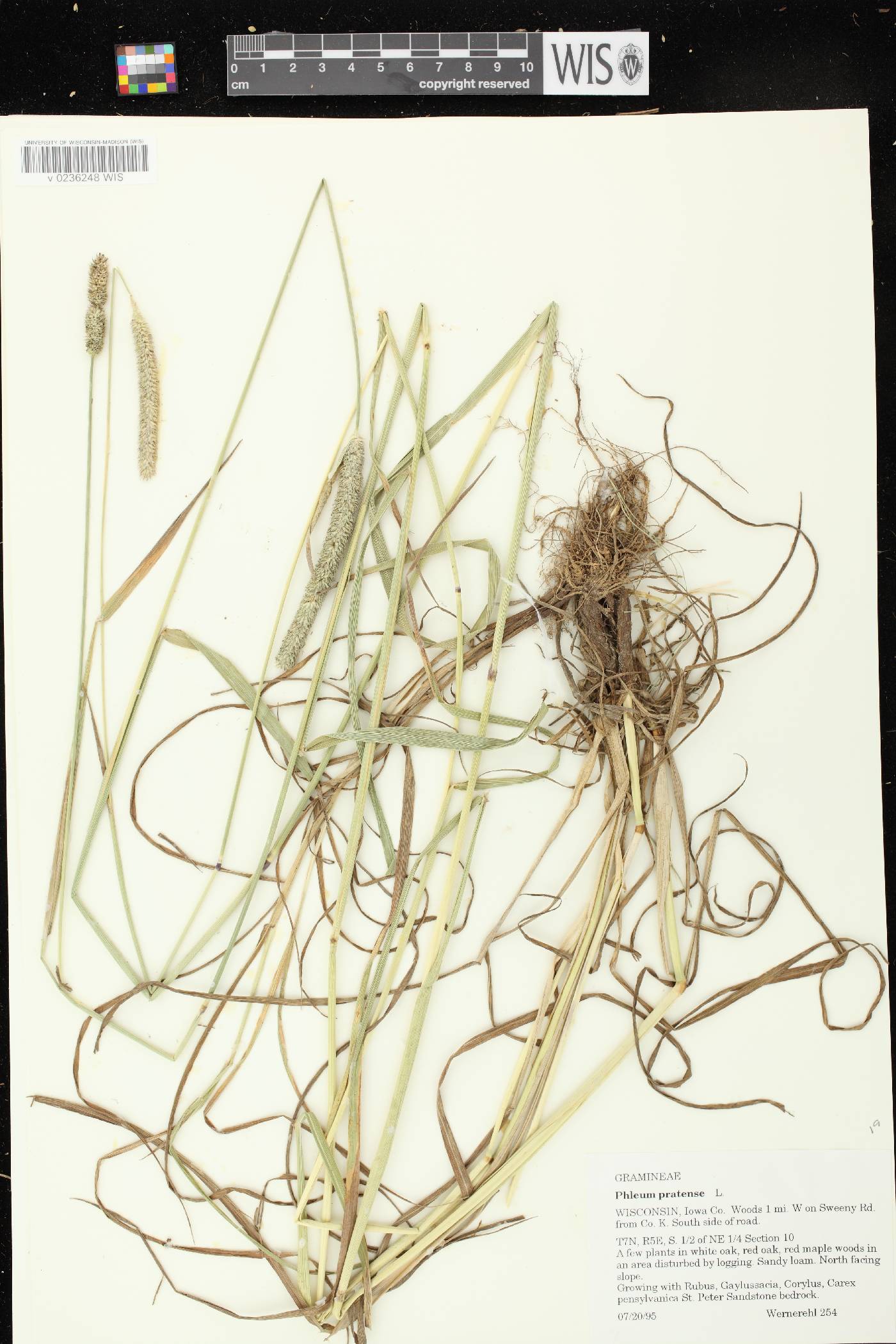 Phleum pratense subsp. pratense image
