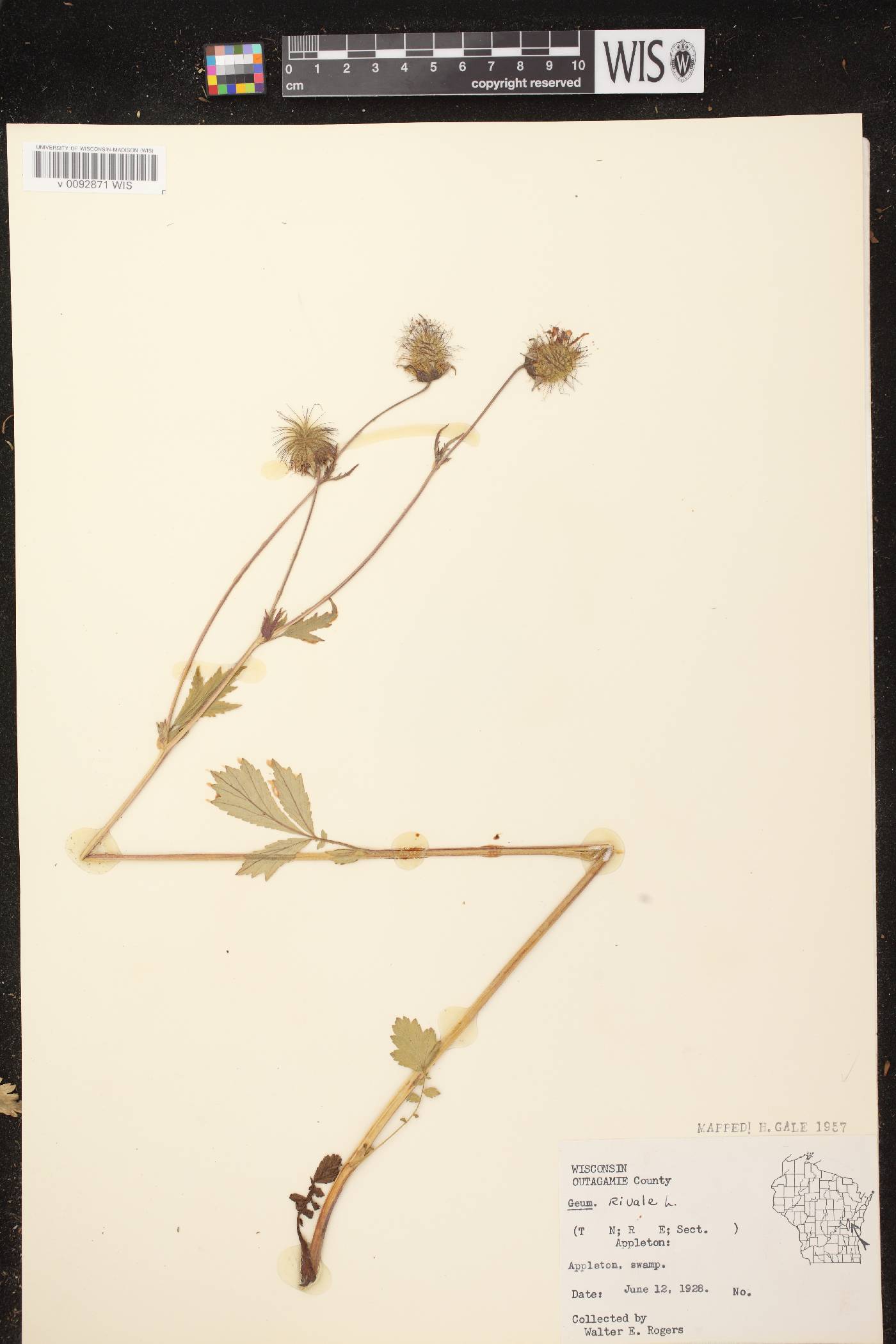 Geum rivale image