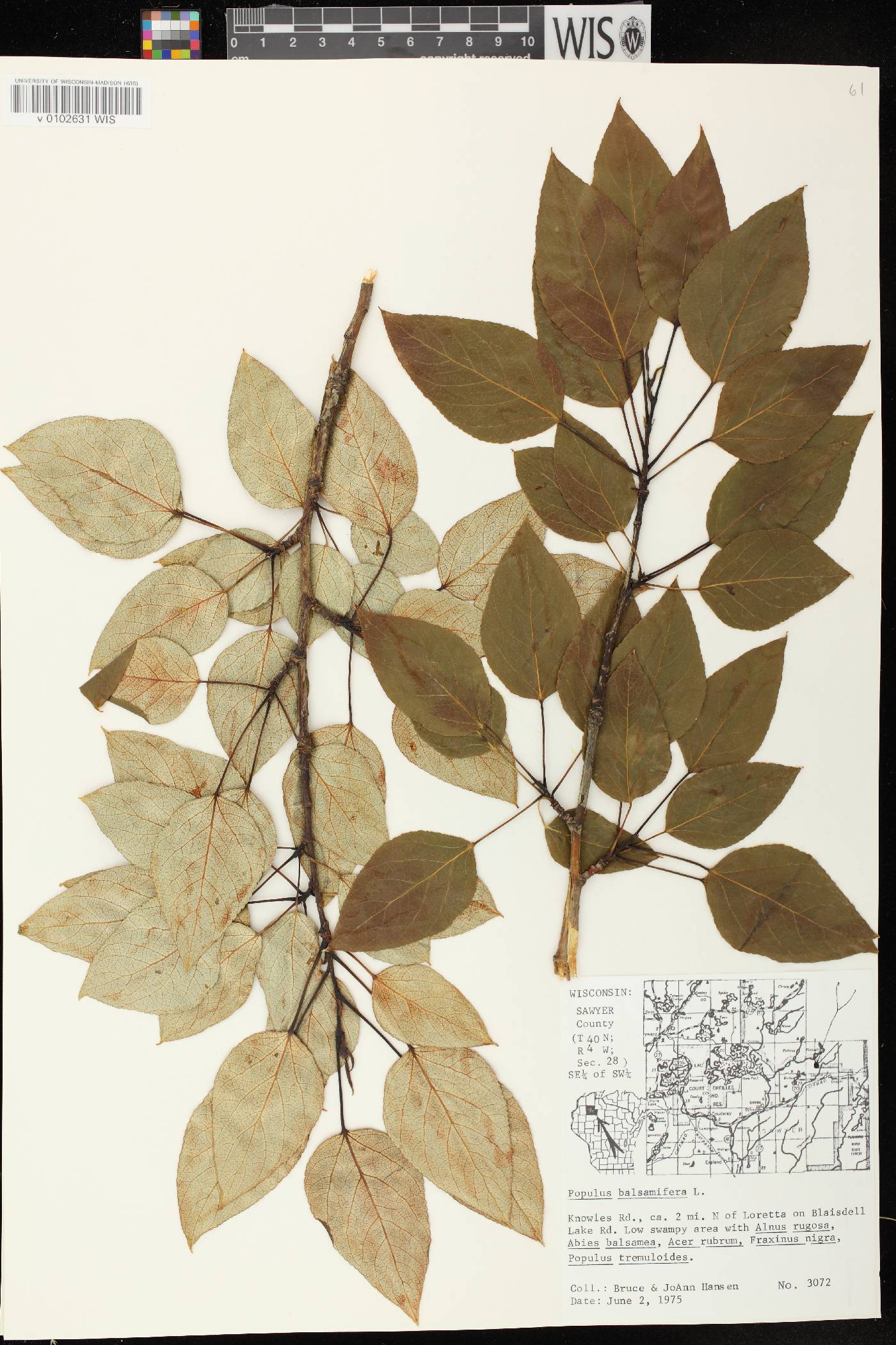 Populus balsamifera image